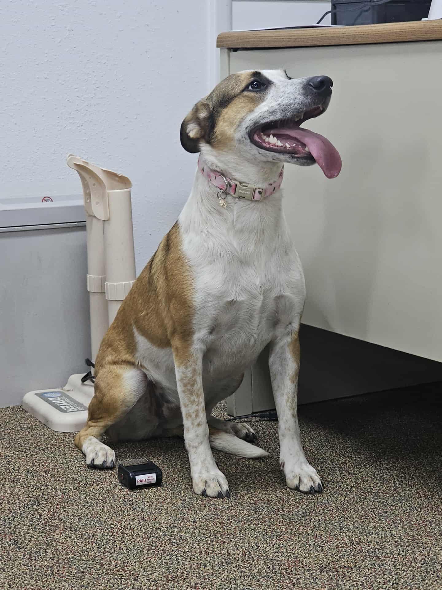 Rosie, an adoptable mixed breed in Newcastle, WY image 2/3