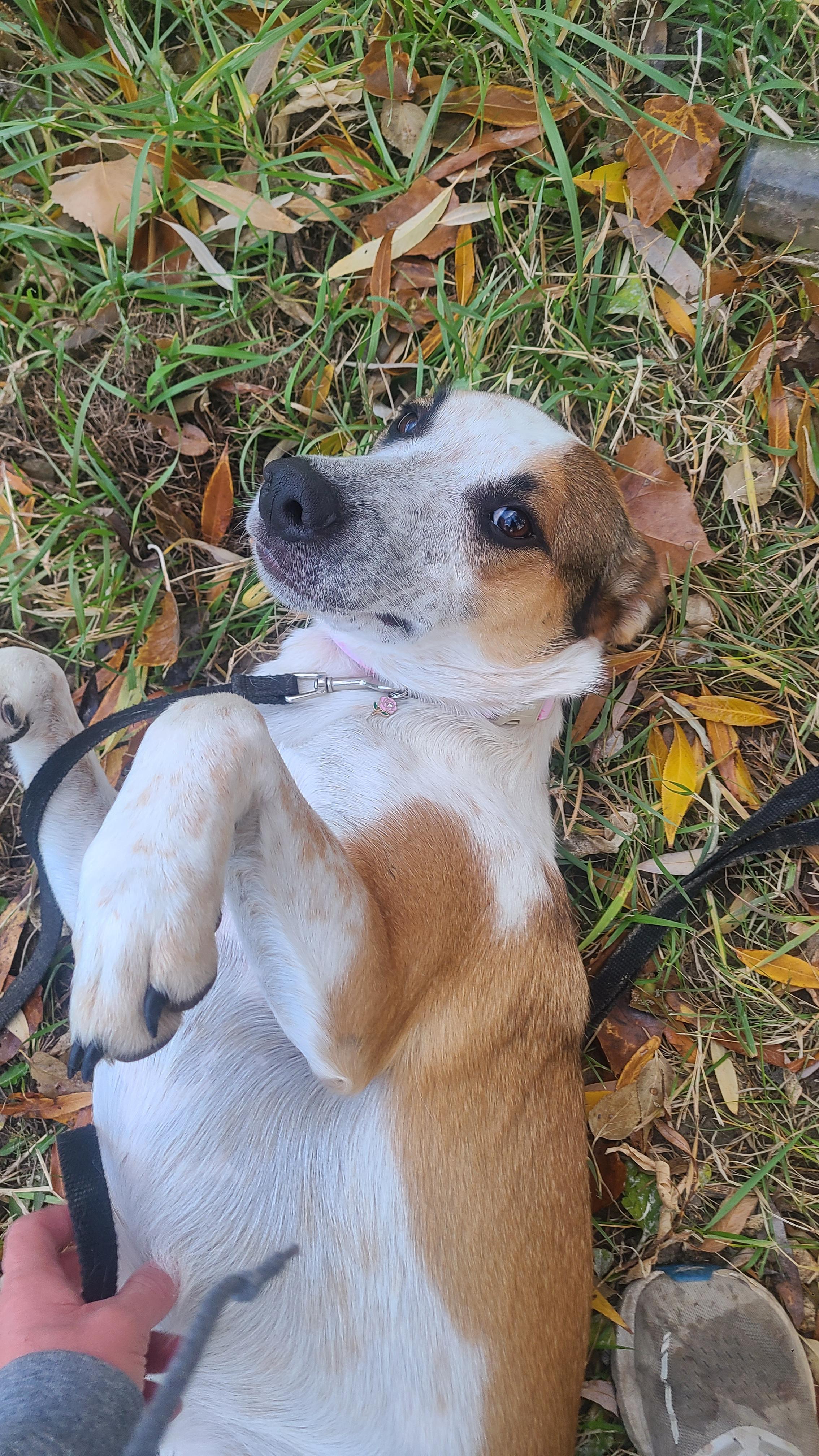 Rosie, an adoptable Australian Kelpie, Australian Cattle Dog / Blue Heeler in Newcastle, WY, 82701 | Photo Image 1