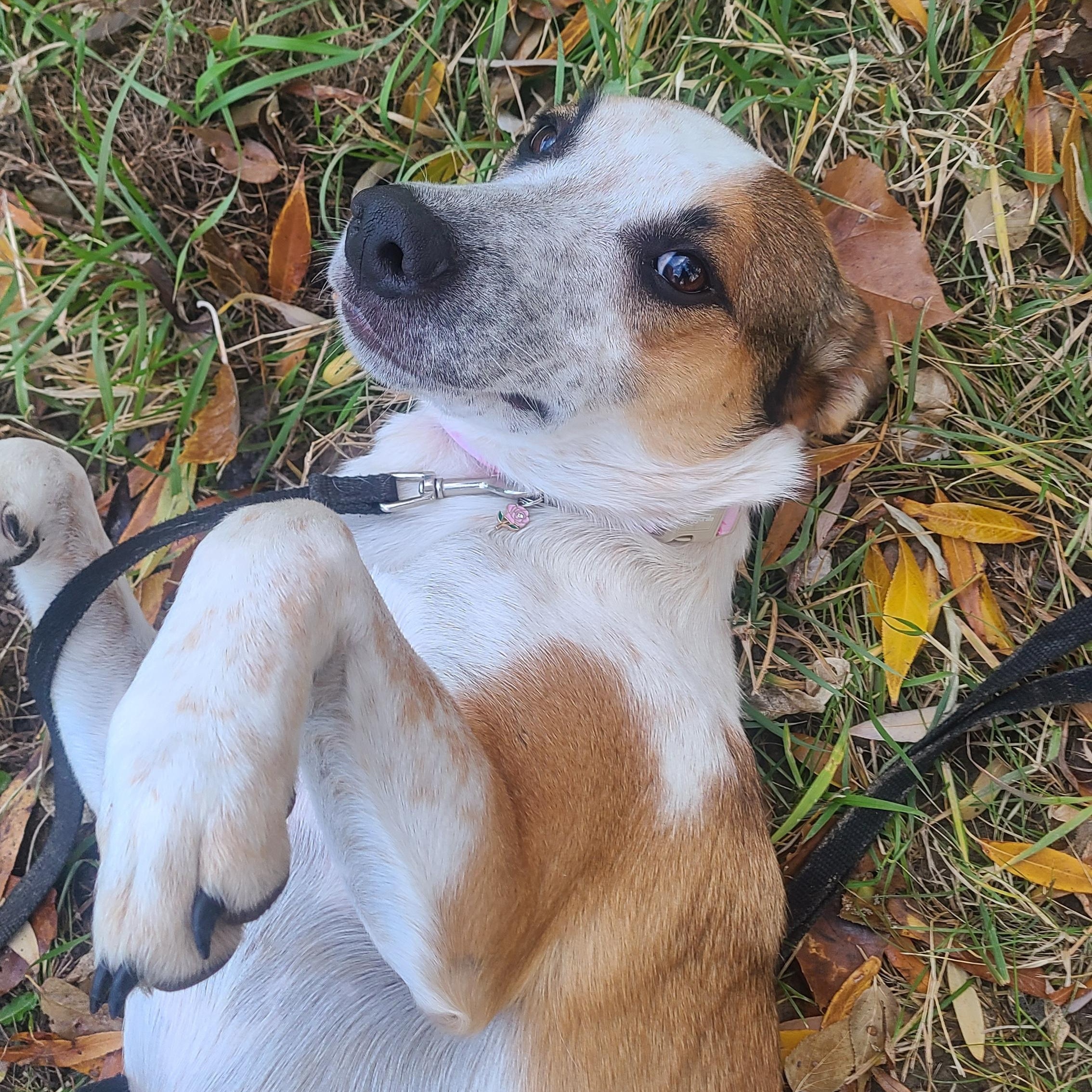 Rosie, an adoptable mixed breed in Newcastle, WY image 1/3