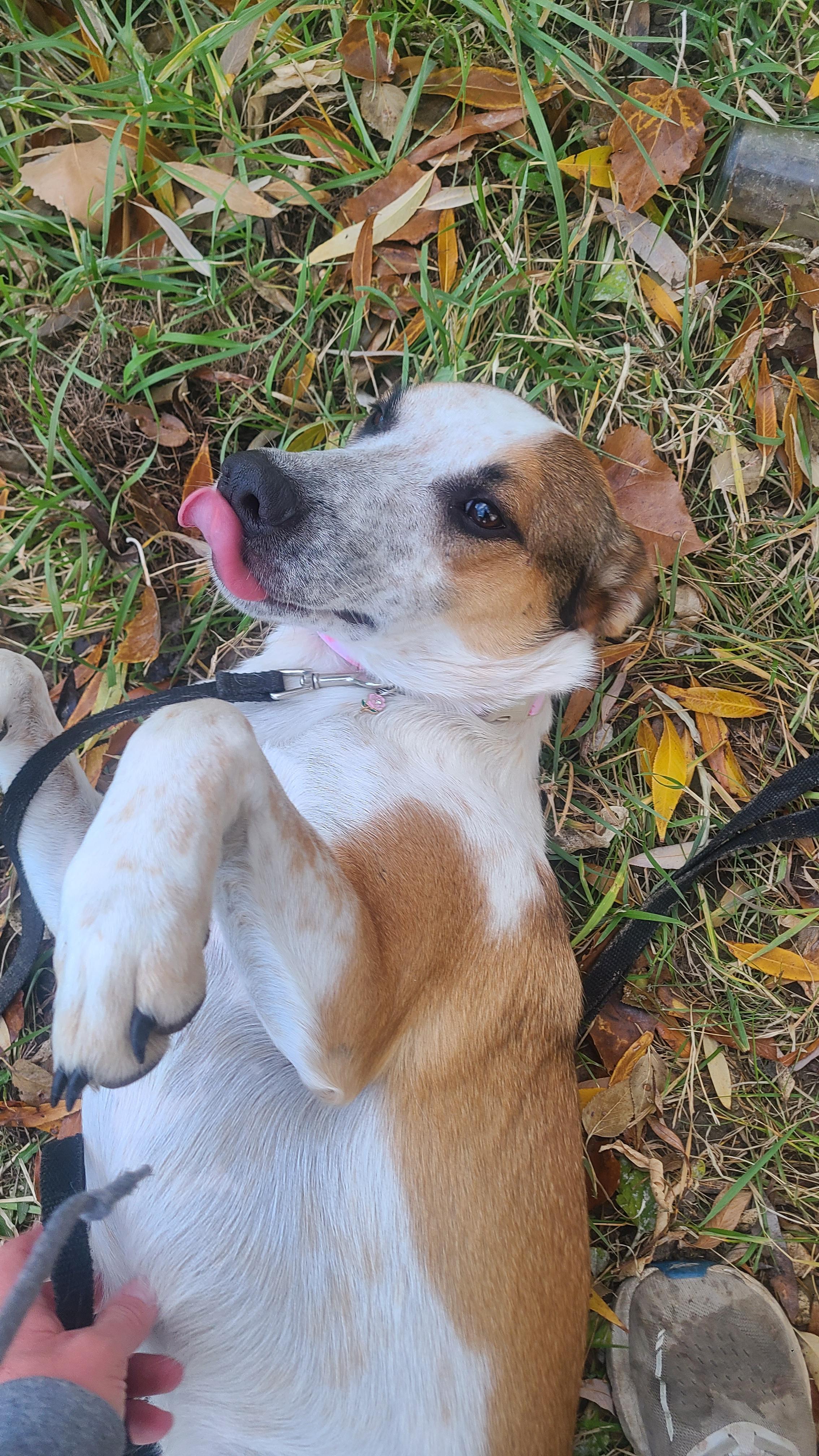 Rosie, an adoptable Australian Kelpie, Australian Cattle Dog / Blue Heeler in Newcastle, WY, 82701 | Photo Image 3