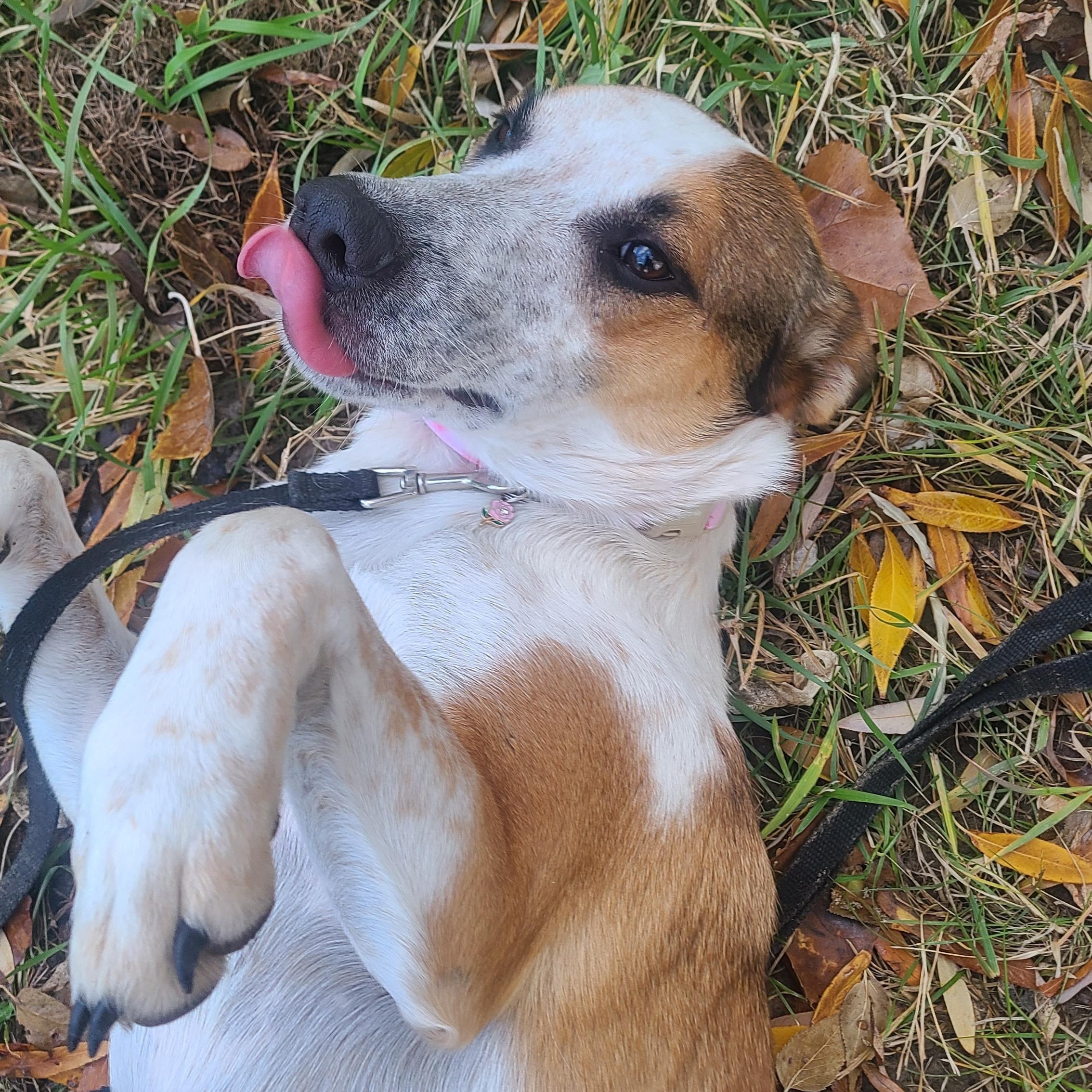 Rosie, an adoptable mixed breed in Newcastle, WY image 3/3