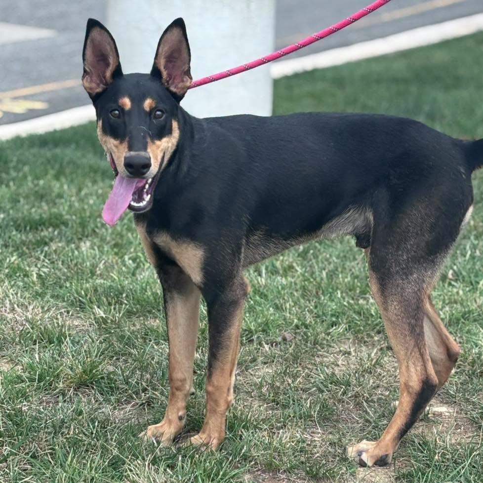 Enlarge 26-01016 ROCKY, a ADOPTABLE mixed breed in Fredericksburg, VA image 1/2