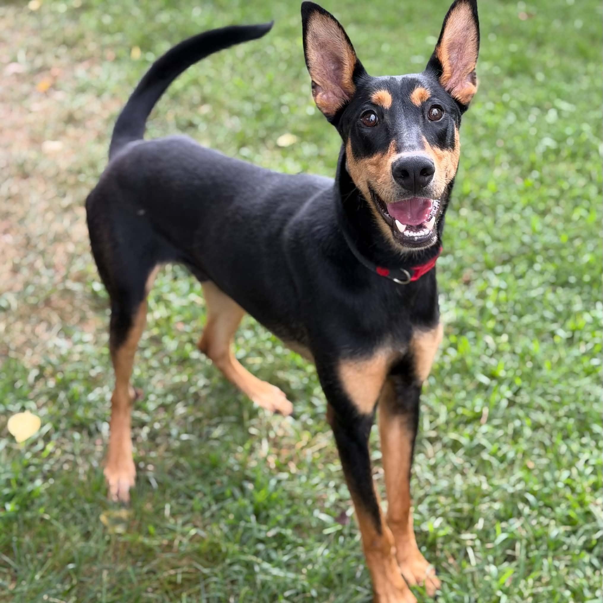 26-01016 ROCKY, Adoptable, Adult Male Doberman Pinscher.
