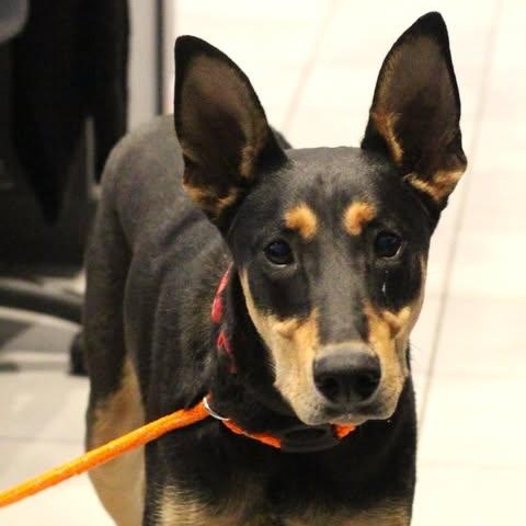 Enlarge 26-01016 ROCKY, a ADOPTABLE mixed breed in Fredericksburg, VA image 2/2