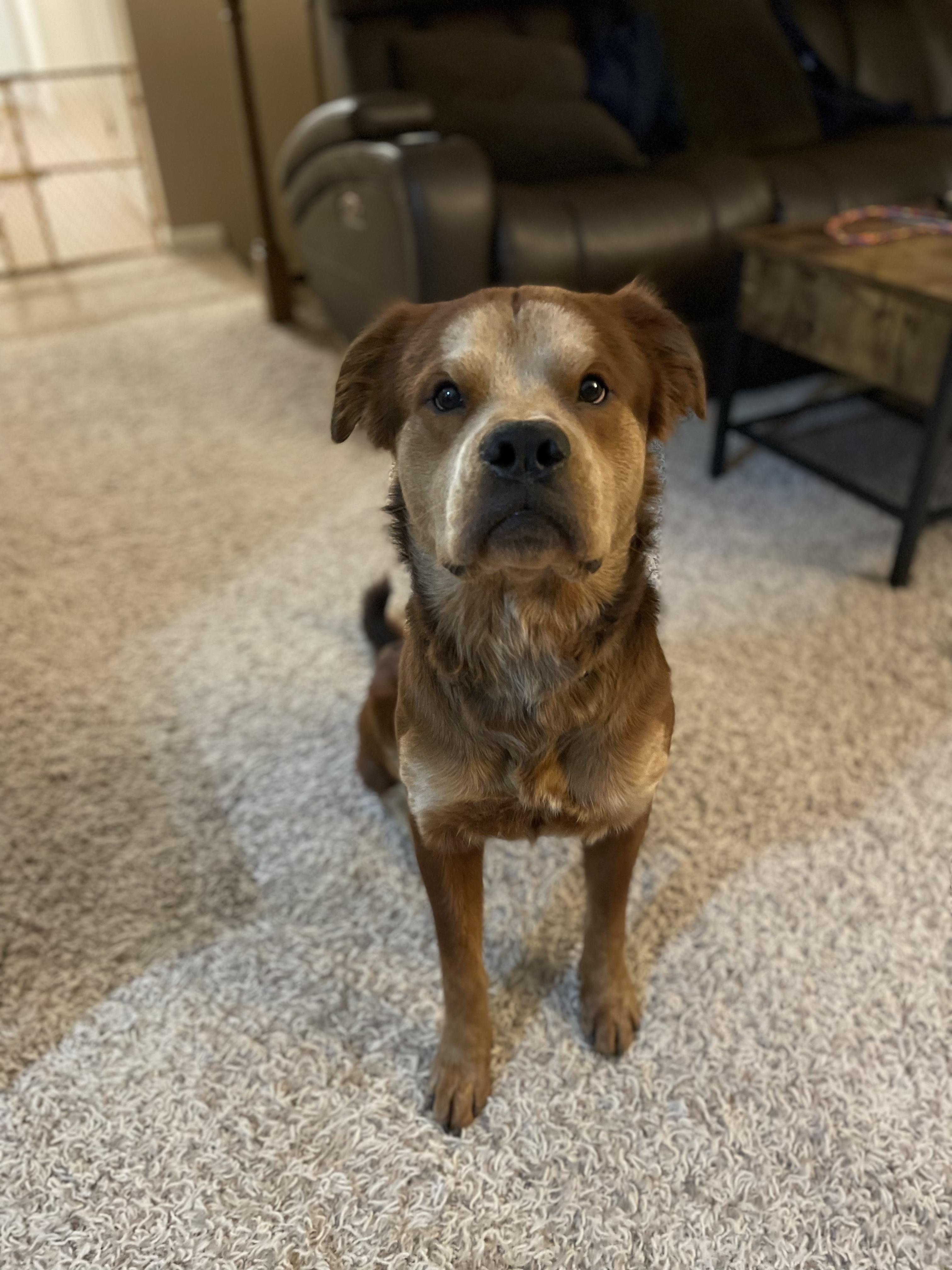 Enlarge Ranger, a Adopted mixed breed in Lincoln, NE image 2/6