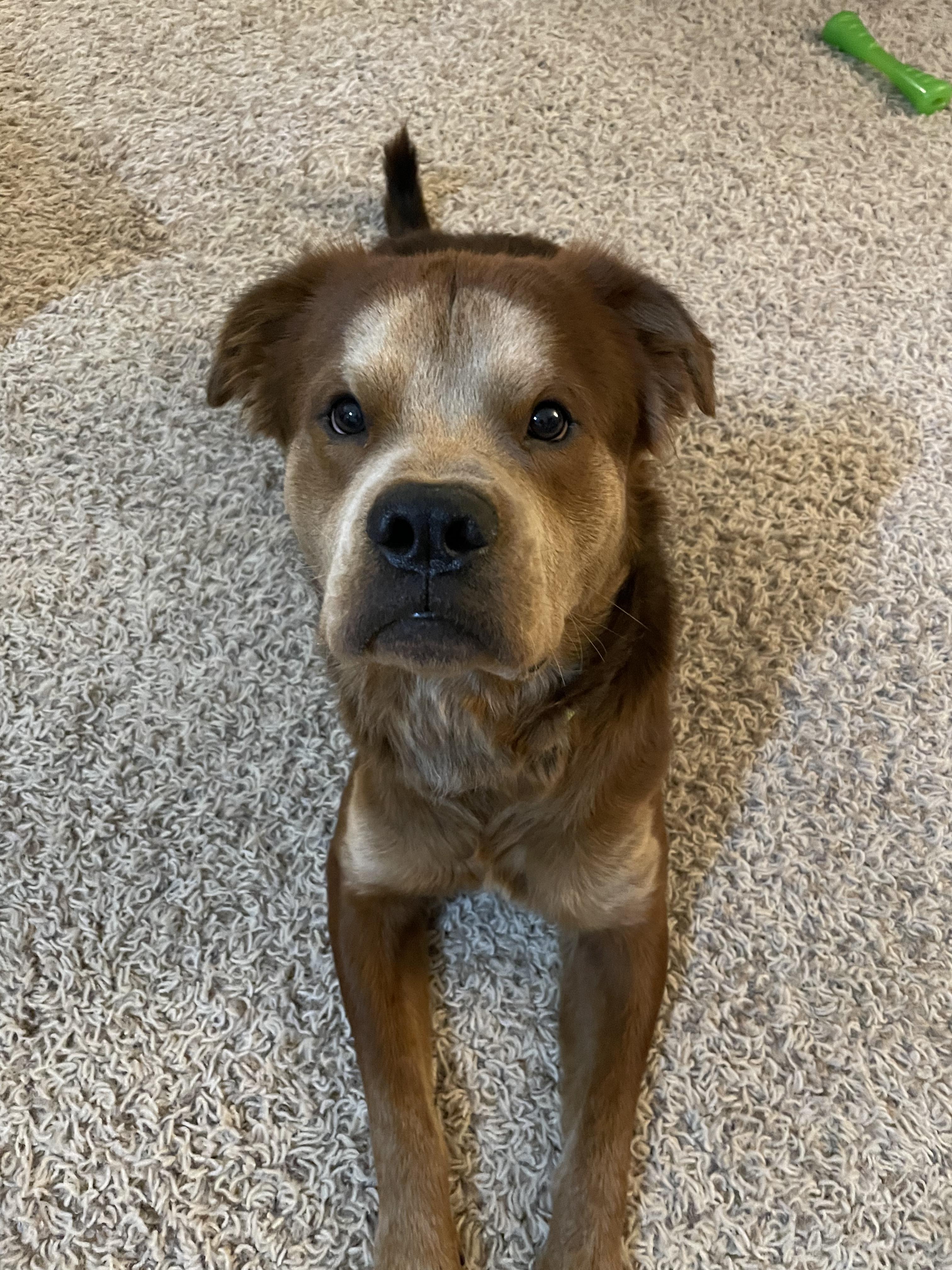 Enlarge Ranger, a Adopted mixed breed in Lincoln, NE image 3/6