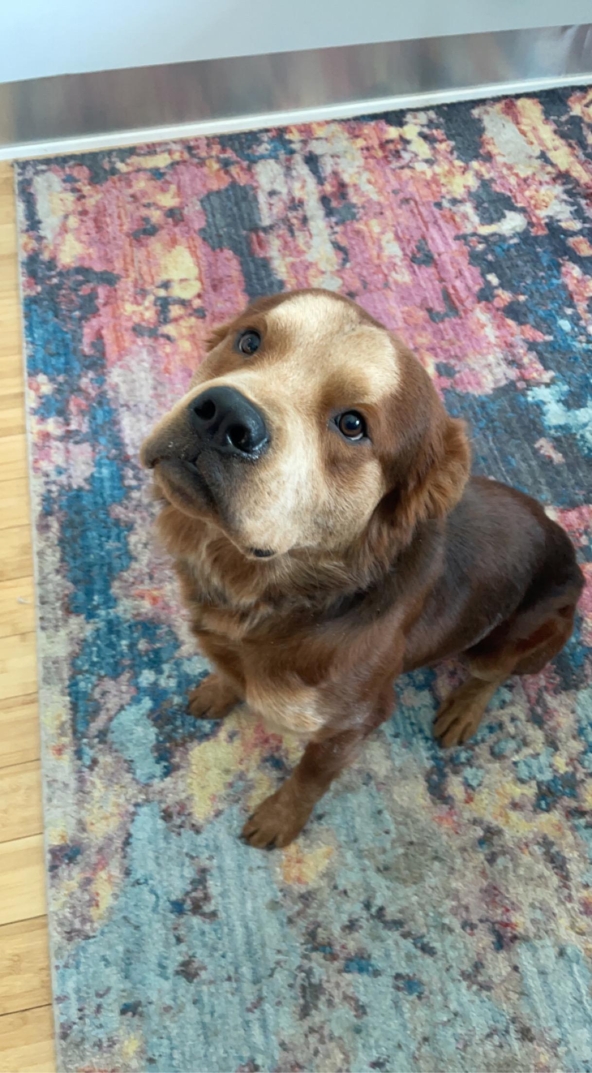 Enlarge Ranger, a Adopted mixed breed in Lincoln, NE image 4/6