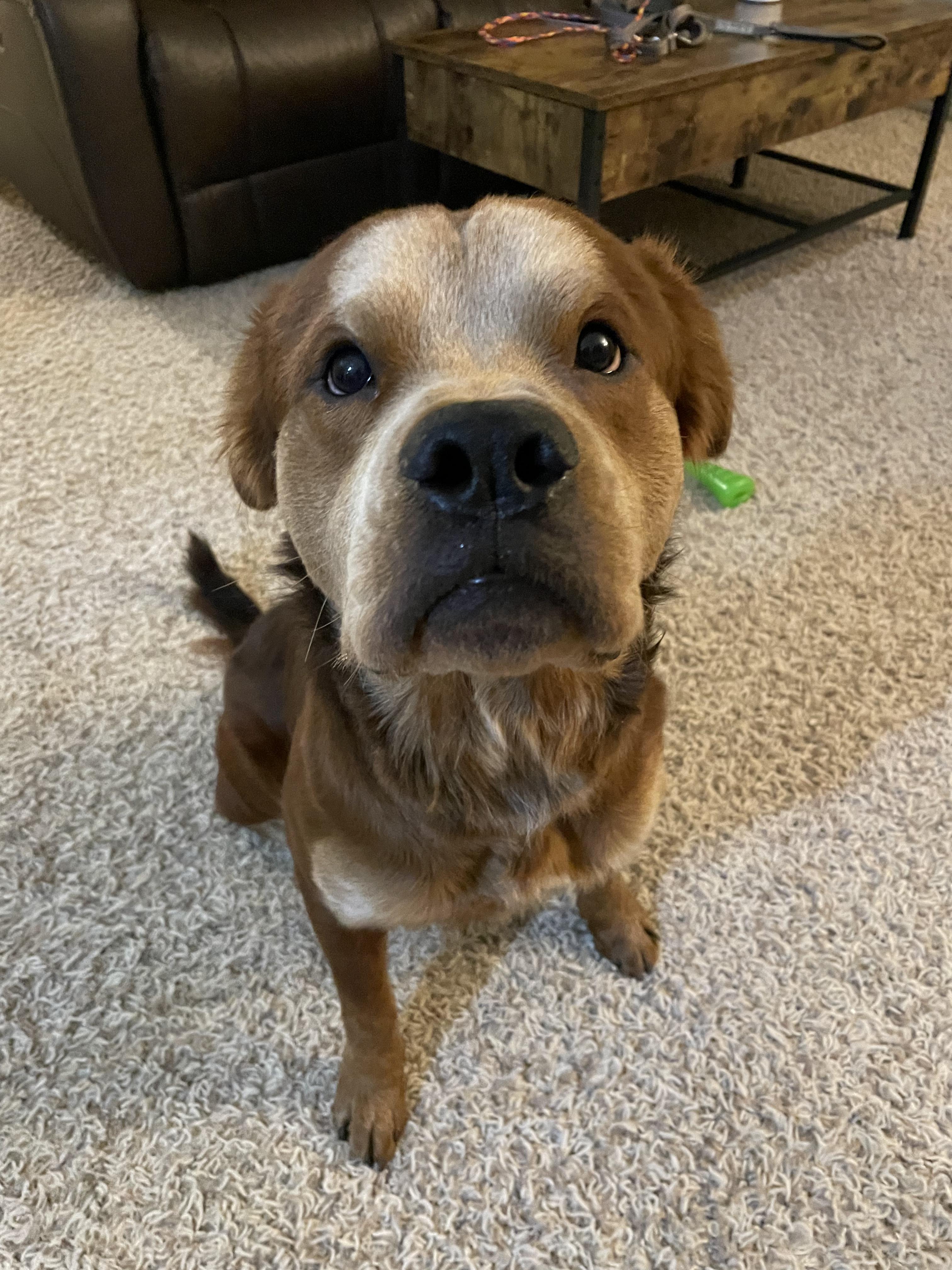 Enlarge Ranger, a Adopted mixed breed in Lincoln, NE image 5/6