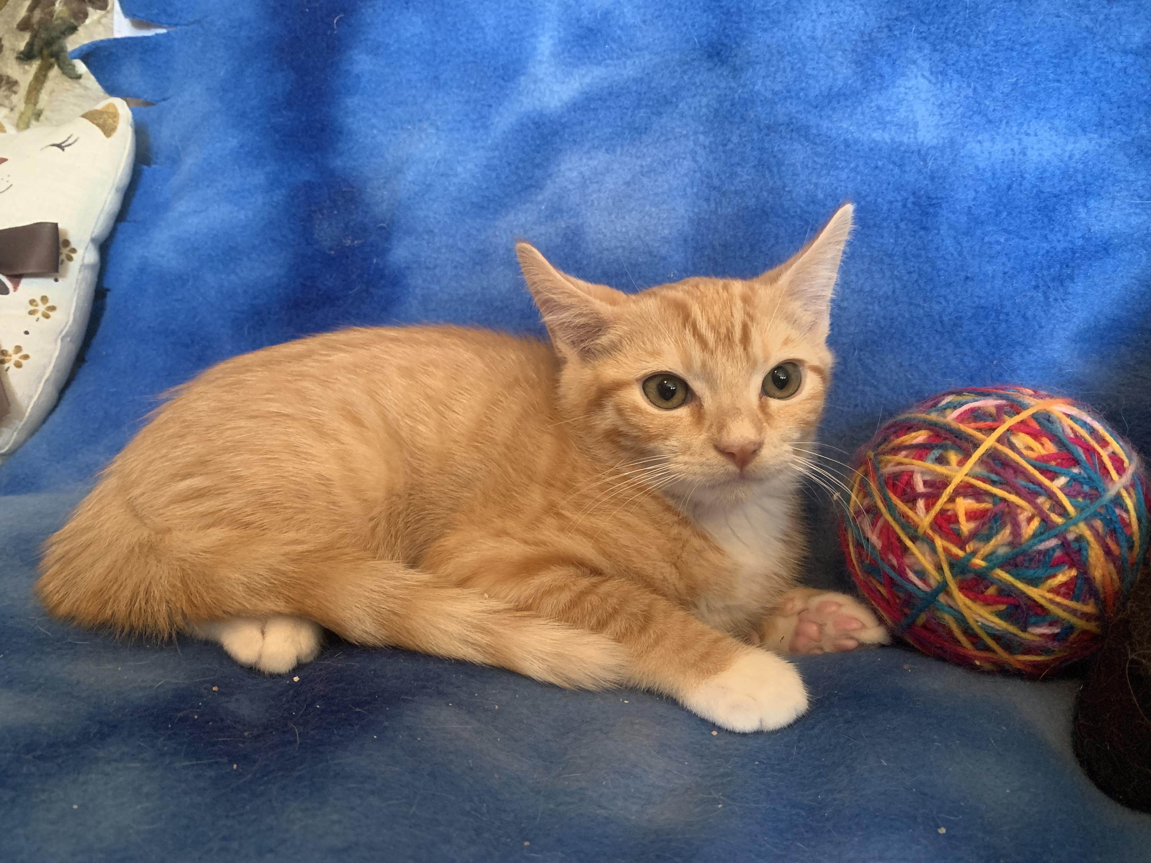 Enlarge Benny, a ADOPTABLE mixed breed in San Jose, CA image 2/2