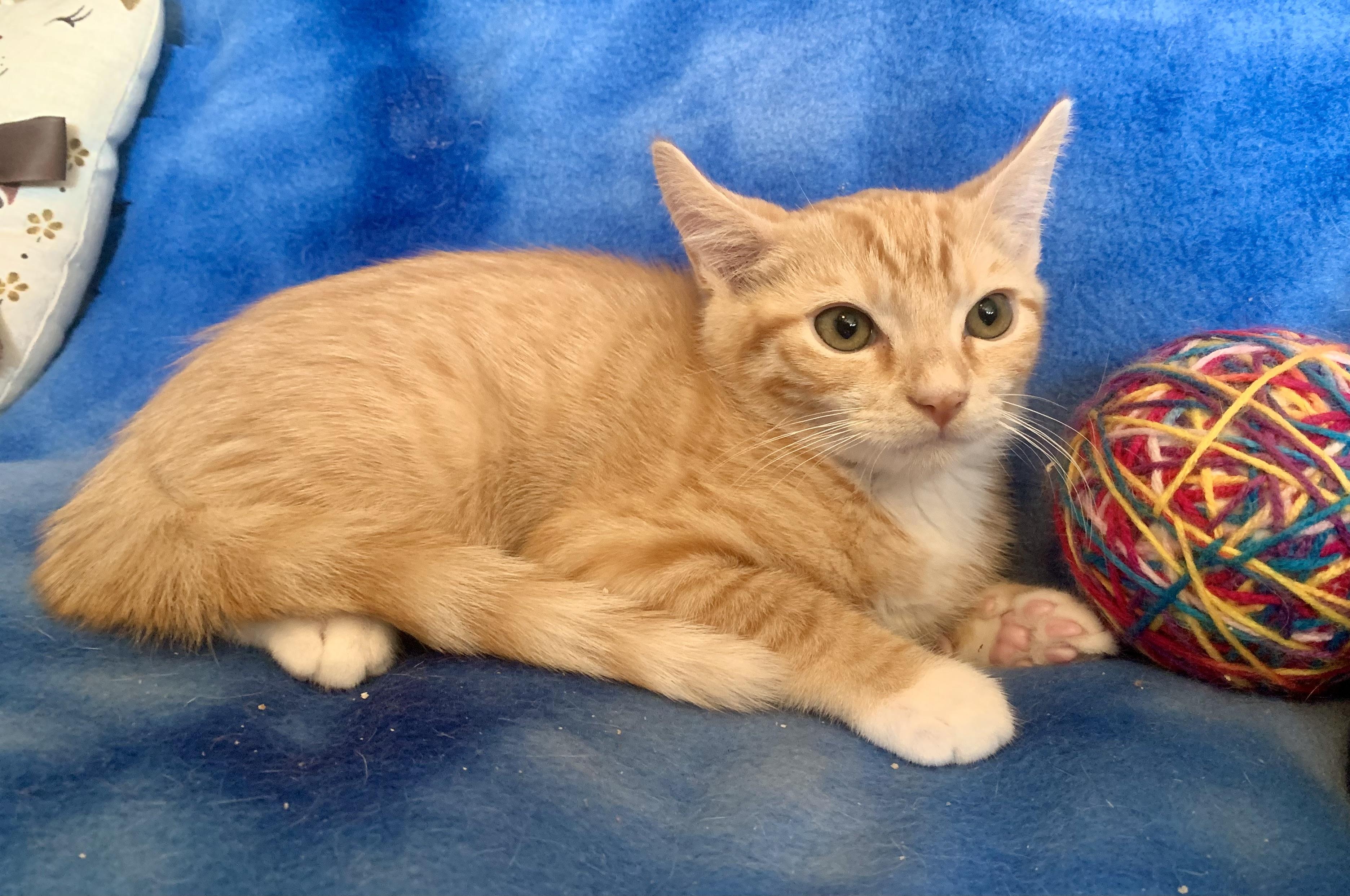 Enlarge Benny, a ADOPTABLE mixed breed in San Jose, CA image 1/2