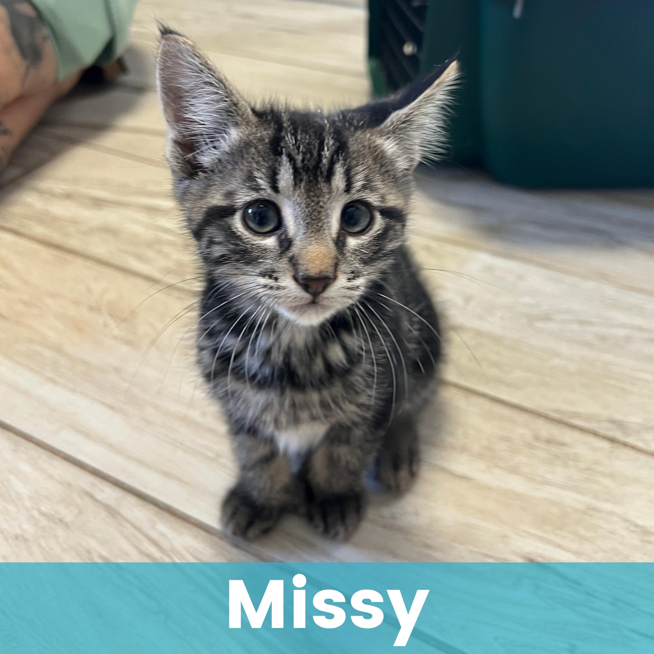 Enlarge Missy, a ADOPTABLE Domestic Short Hair in Rochester , NY image 1/6