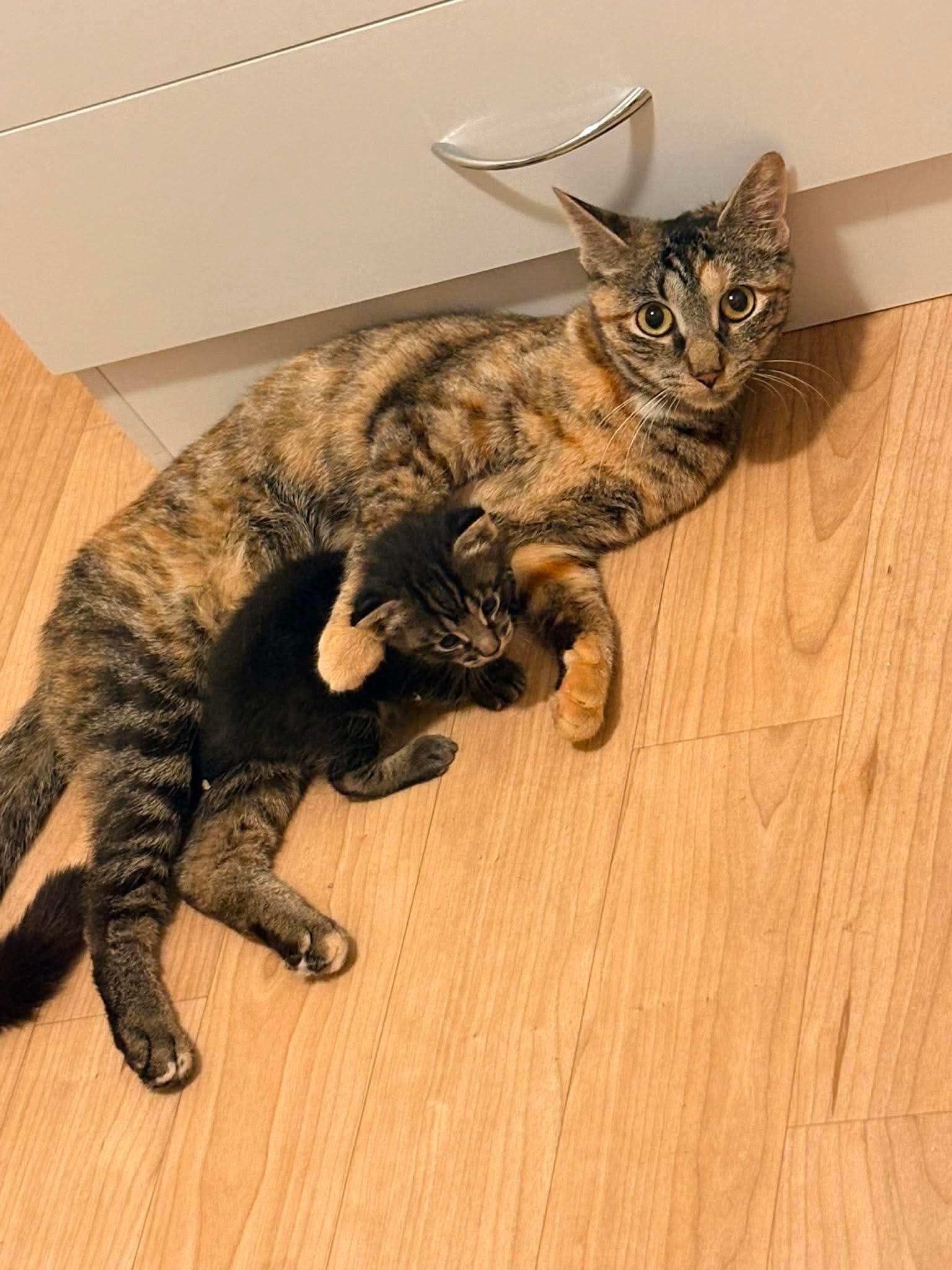Enlarge Missy, a ADOPTABLE Domestic Short Hair in Rochester , NY image 2/6