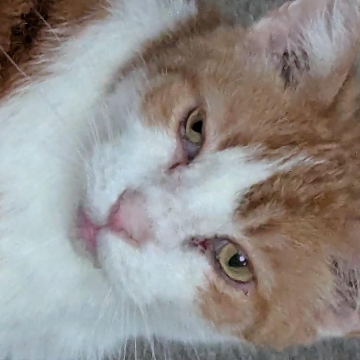 Enlarge Marley, a ADOPTABLE Domestic Short Hair in Keego Harbor, MI image 2/2