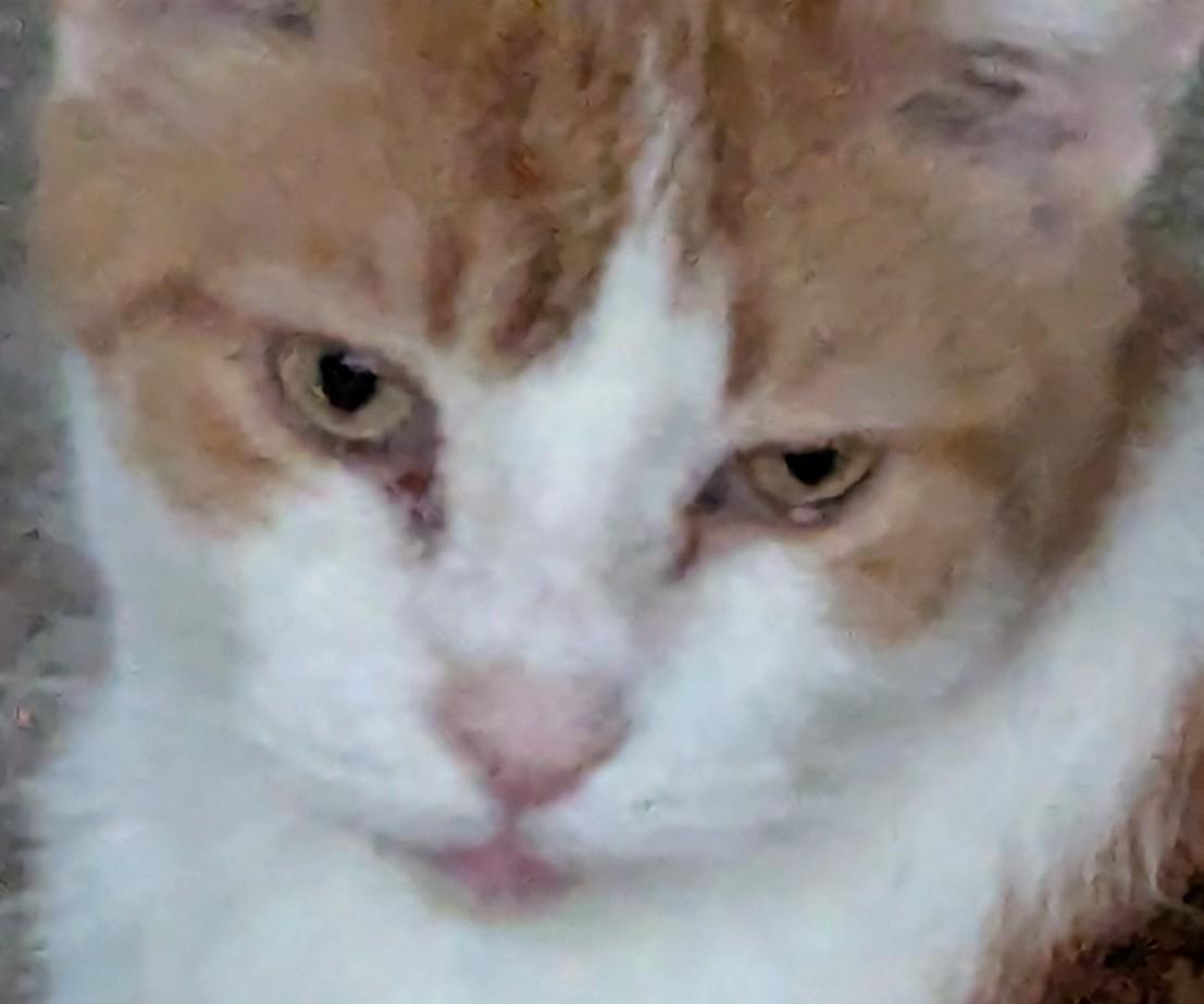 Marley, ADOPTABLE, Adult Male Domestic Short Hair.