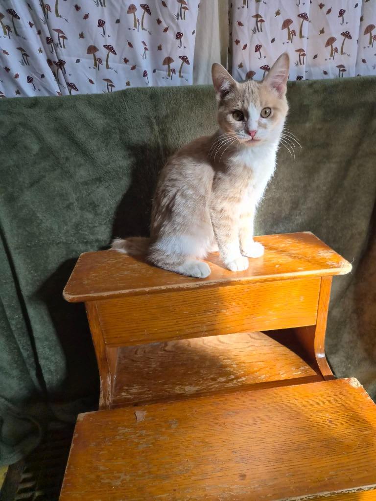 Moore, Adopted, Kitten Male Domestic Short Hair.