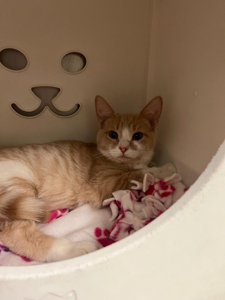 Moore, a Adopted mixed breed in Utica, MI image 2/3