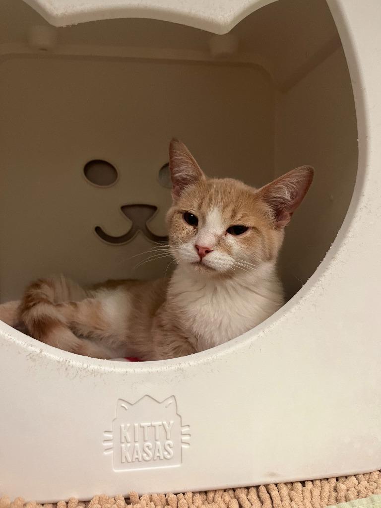 Moore, a Adopted mixed breed in Utica, MI image 3/3