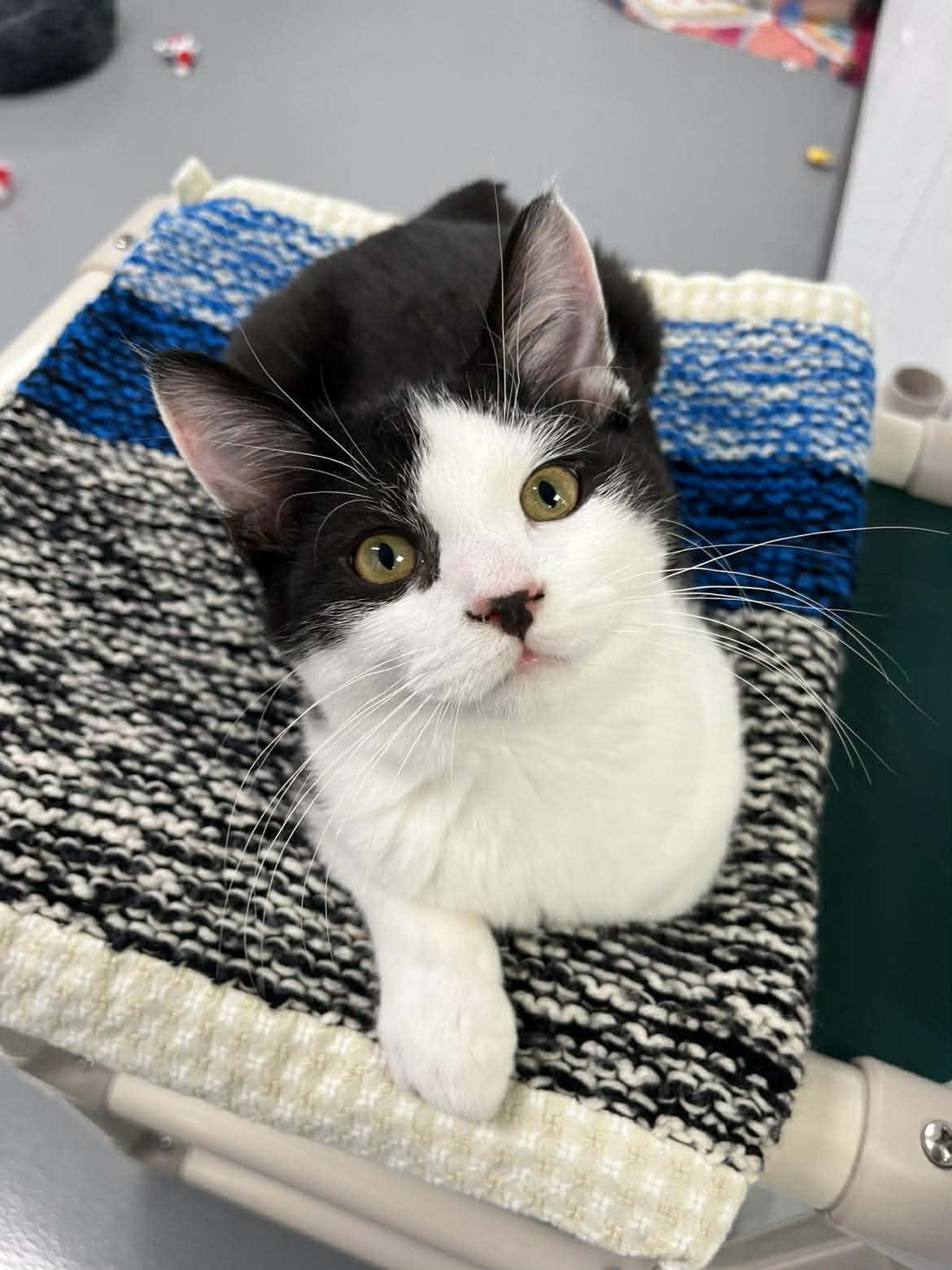 Enlarge Pope + John B (Bonded Pair), an adoptable Domestic Short Hair in Kalamazoo, MI image 3/4