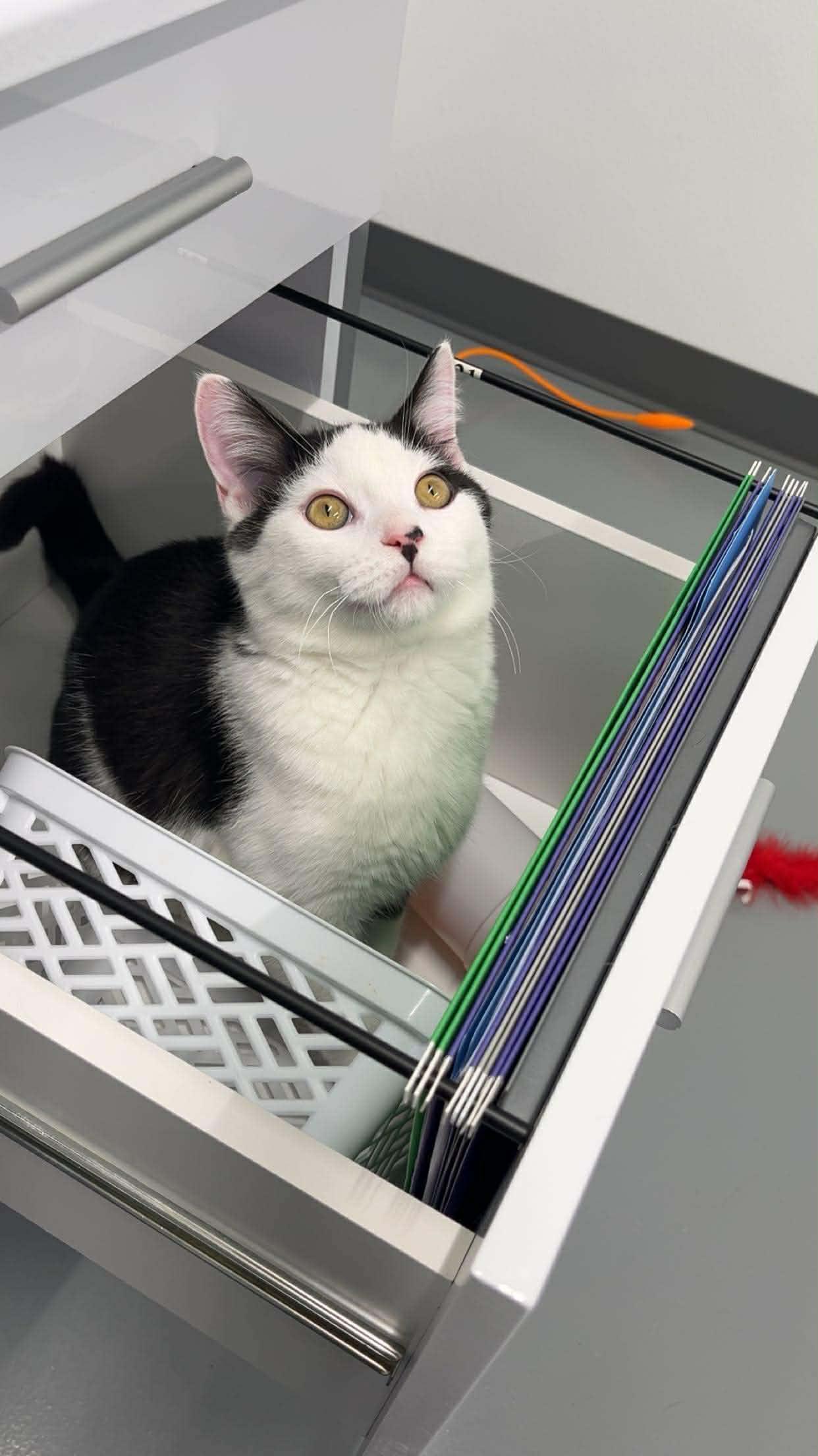 Enlarge Pope + John B (Bonded Pair), an adoptable Domestic Short Hair in Kalamazoo, MI image 2/4