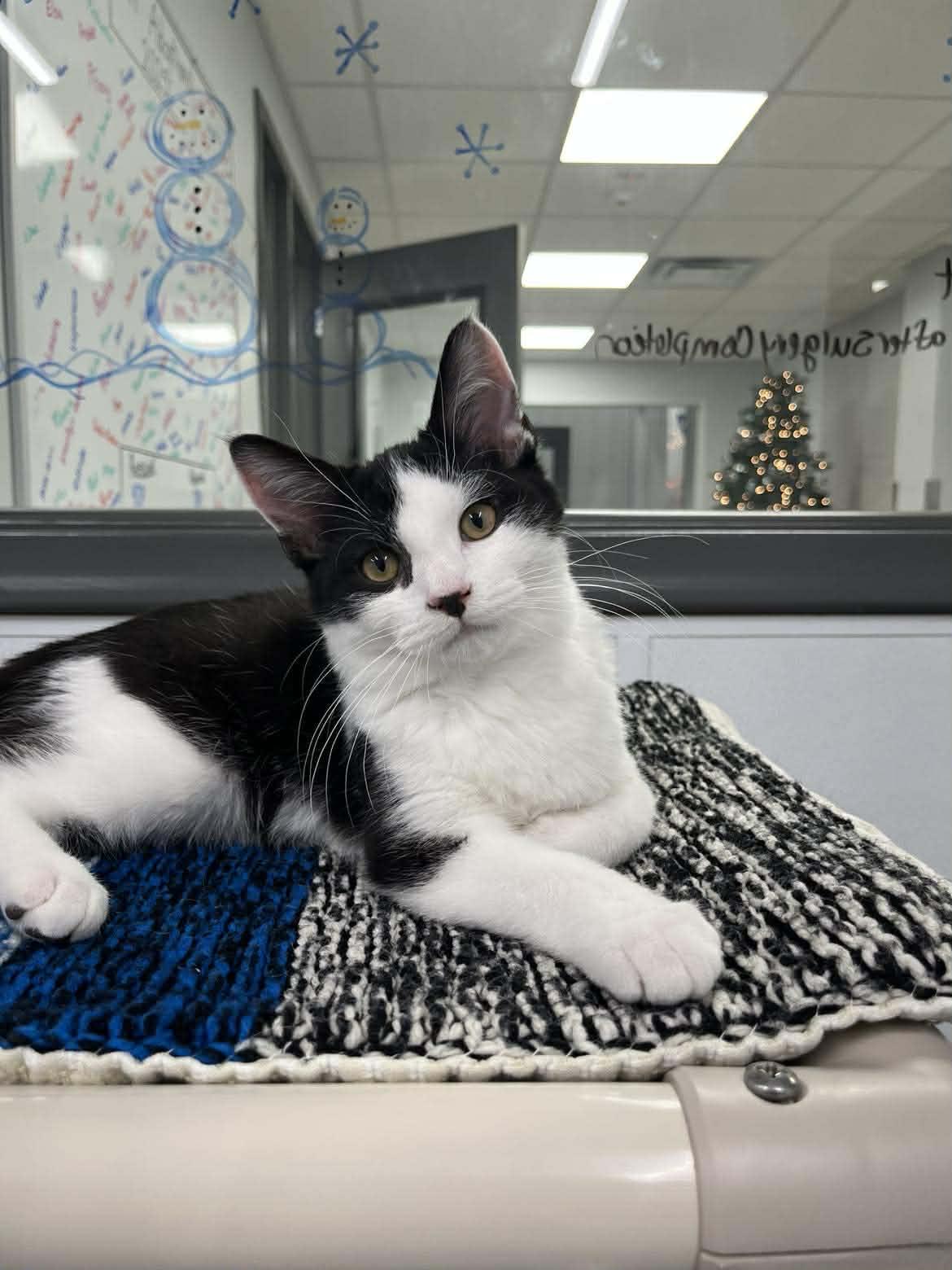 Pope + John B (Bonded Pair), adoptable, Kitten Male Domestic Short Hair.