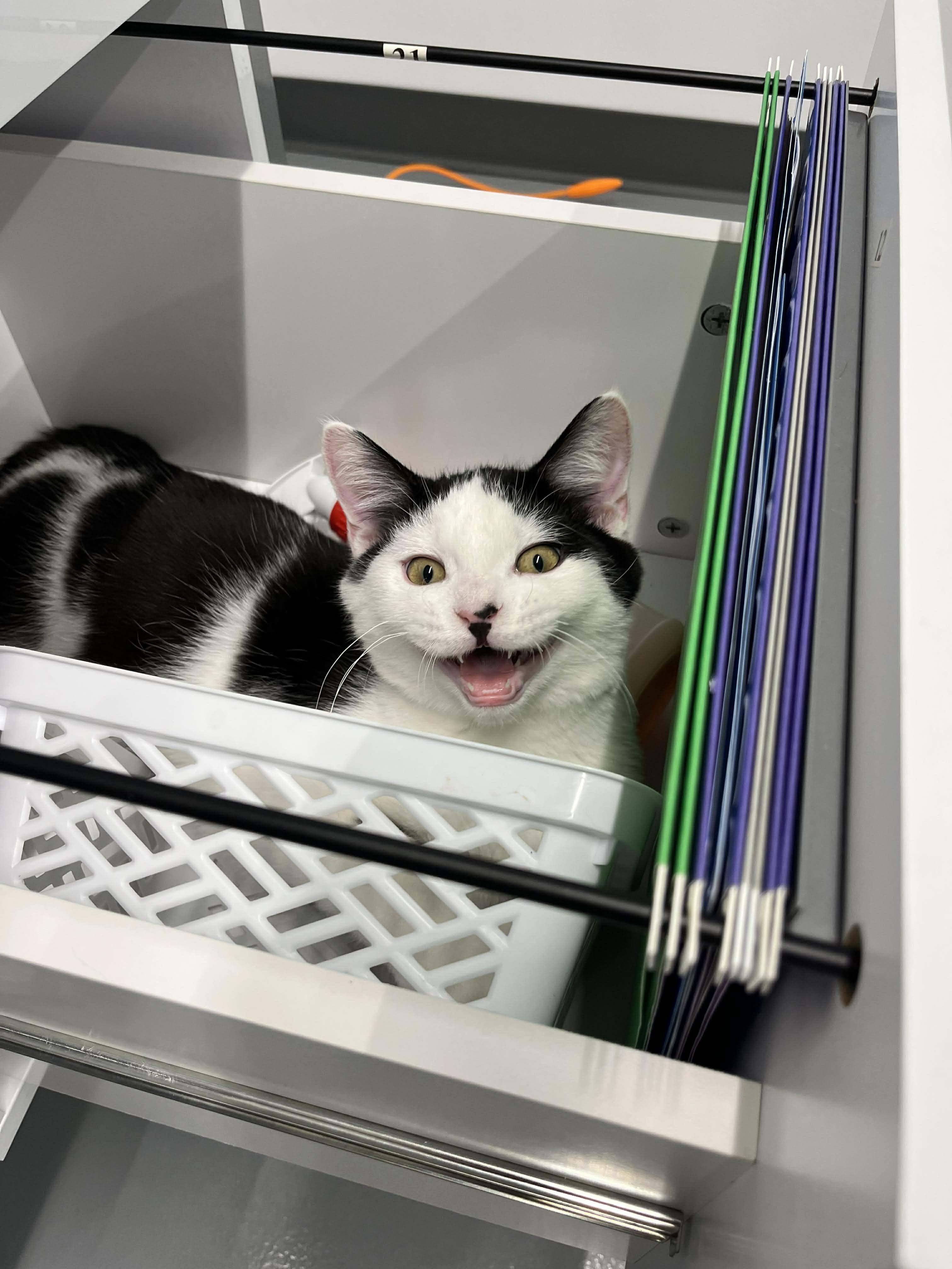 Enlarge Pope + John B (Bonded Pair), an adoptable Domestic Short Hair in Kalamazoo, MI image 4/4