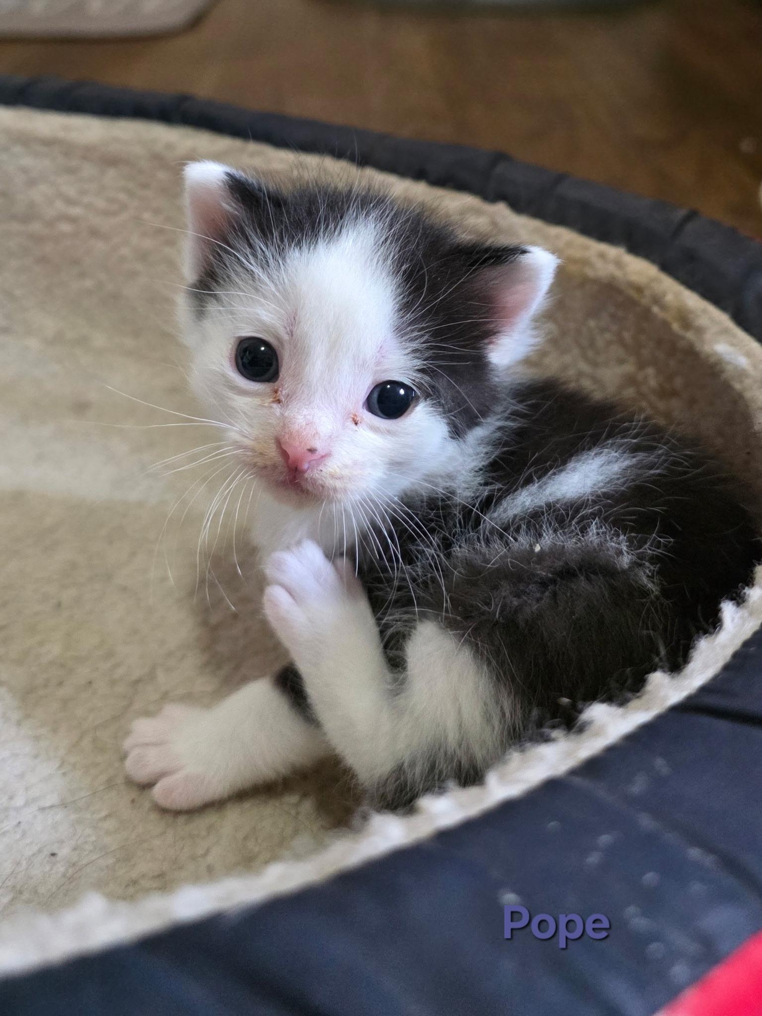 Pope, adoptable, Kitten Male Domestic Short Hair.