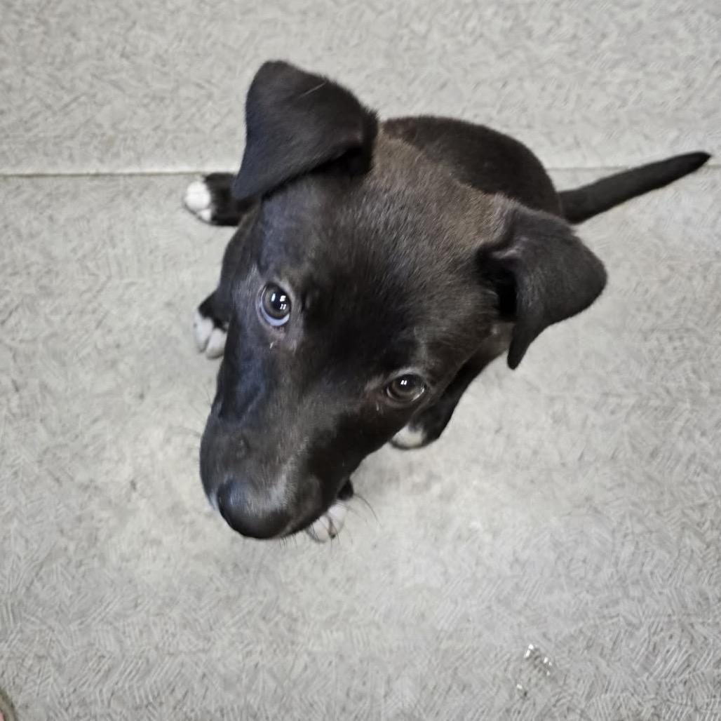 Enlarge Daisy, a Adoptable mixed breed in West Richland, WA image 1/6