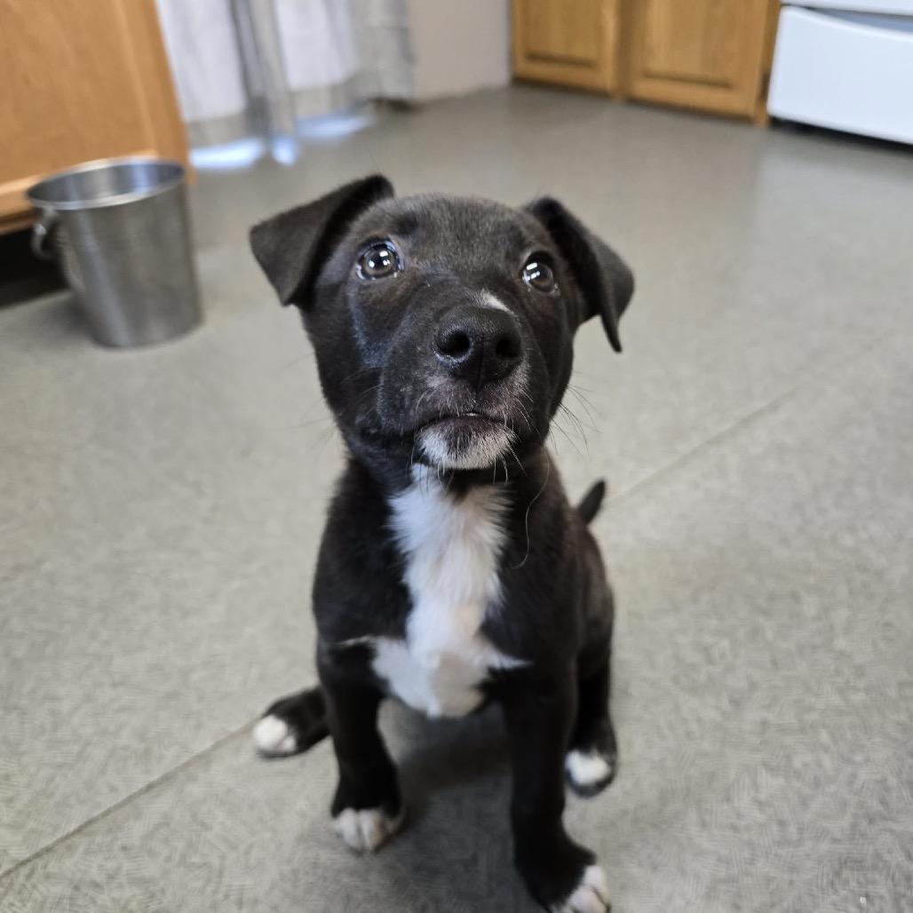 Enlarge Daisy, a Adoptable mixed breed in West Richland, WA image 2/6