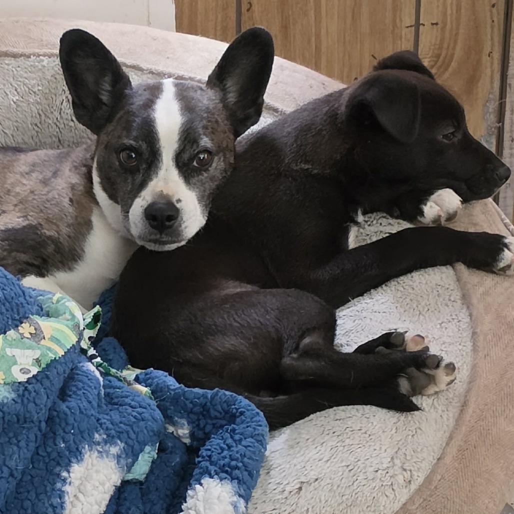 Enlarge Daisy, a Adoptable mixed breed in West Richland, WA image 3/6