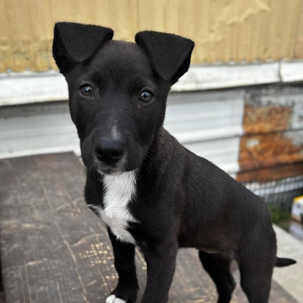 Enlarge Daisy, a Adoptable mixed breed in West Richland, WA image 4/6