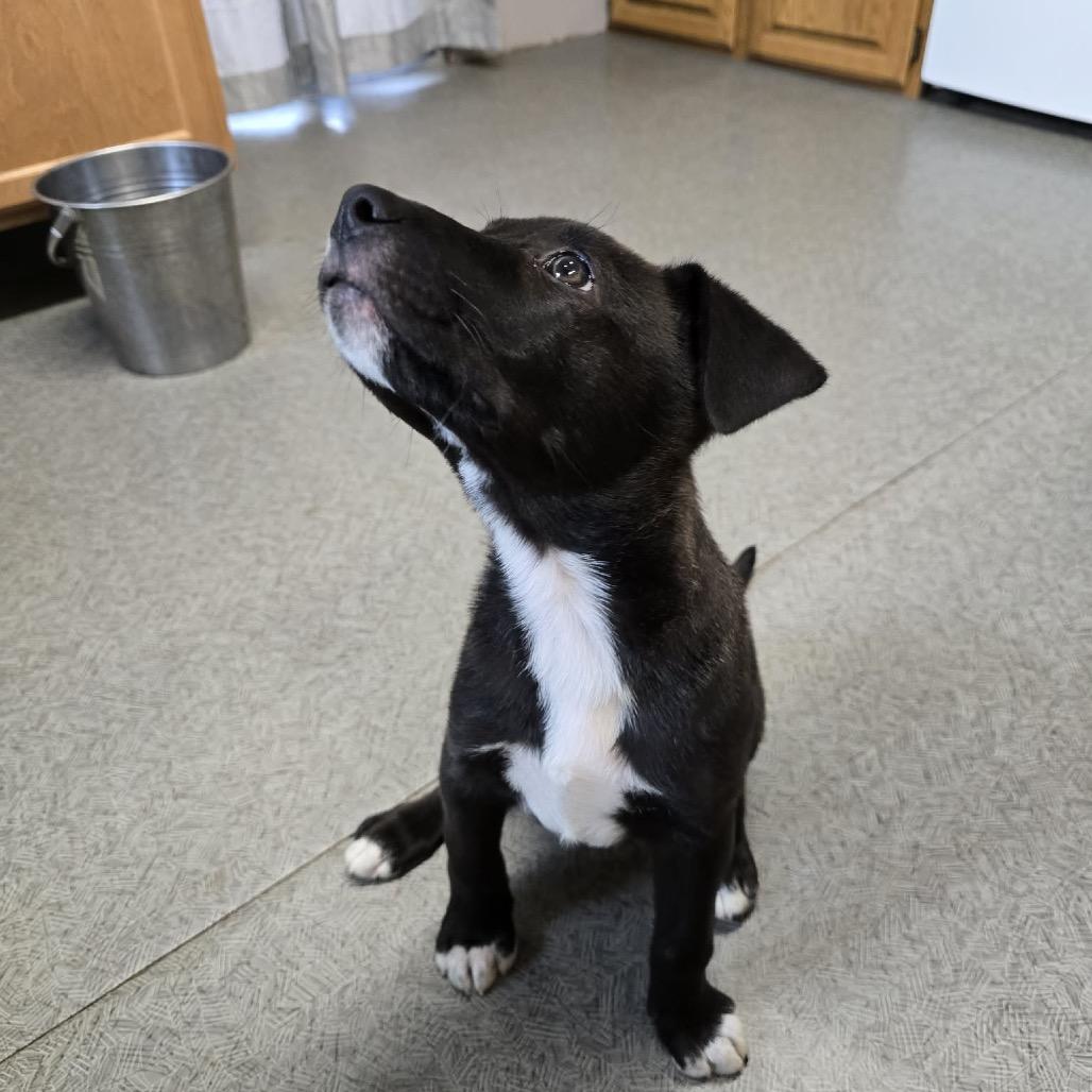 Enlarge Daisy, a Adoptable mixed breed in West Richland, WA image 5/6