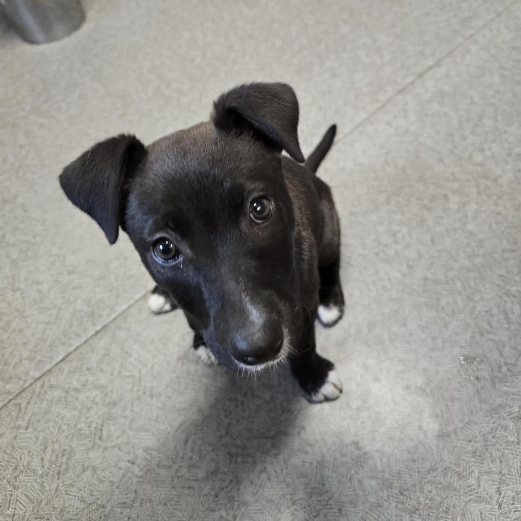 Enlarge Daisy, a Adoptable mixed breed in West Richland, WA image 6/6