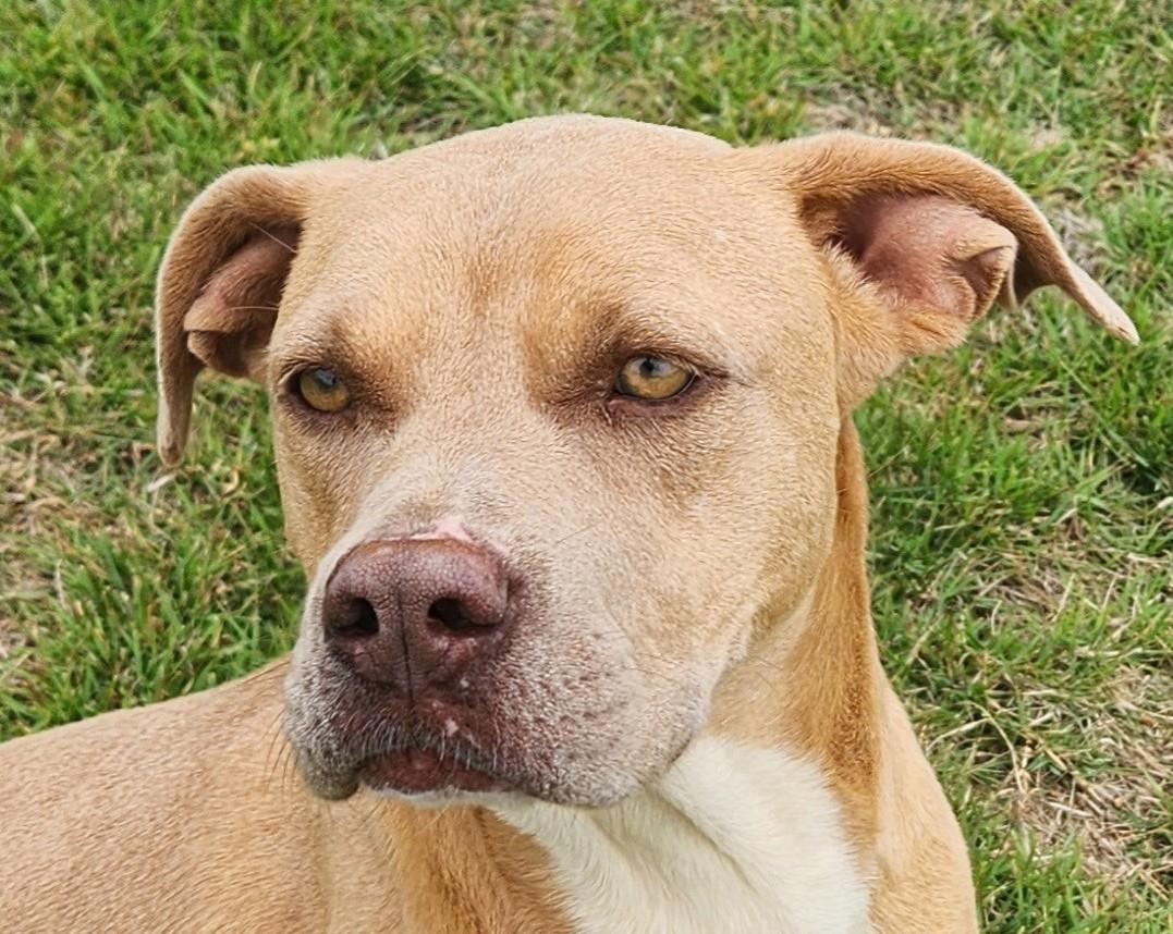 Vera - Needs Summer Lovin", Adoptable, Young Female Labrador Retriever.