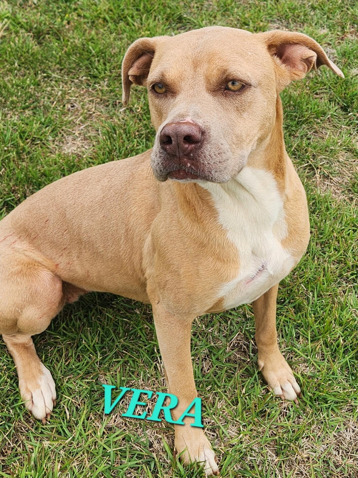 Enlarge Vera - Needs Summer Lovin", a Adoptable mixed breed in Woburn, MA image 2/6