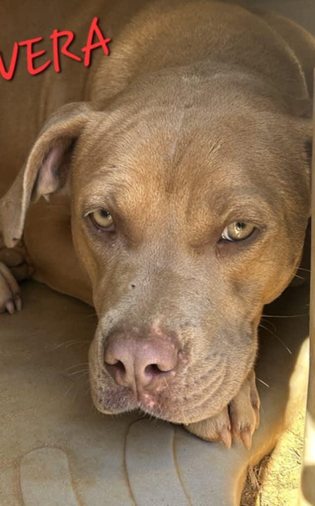 Enlarge Vera - Needs Summer Lovin", a Adoptable mixed breed in Woburn, MA image 6/6