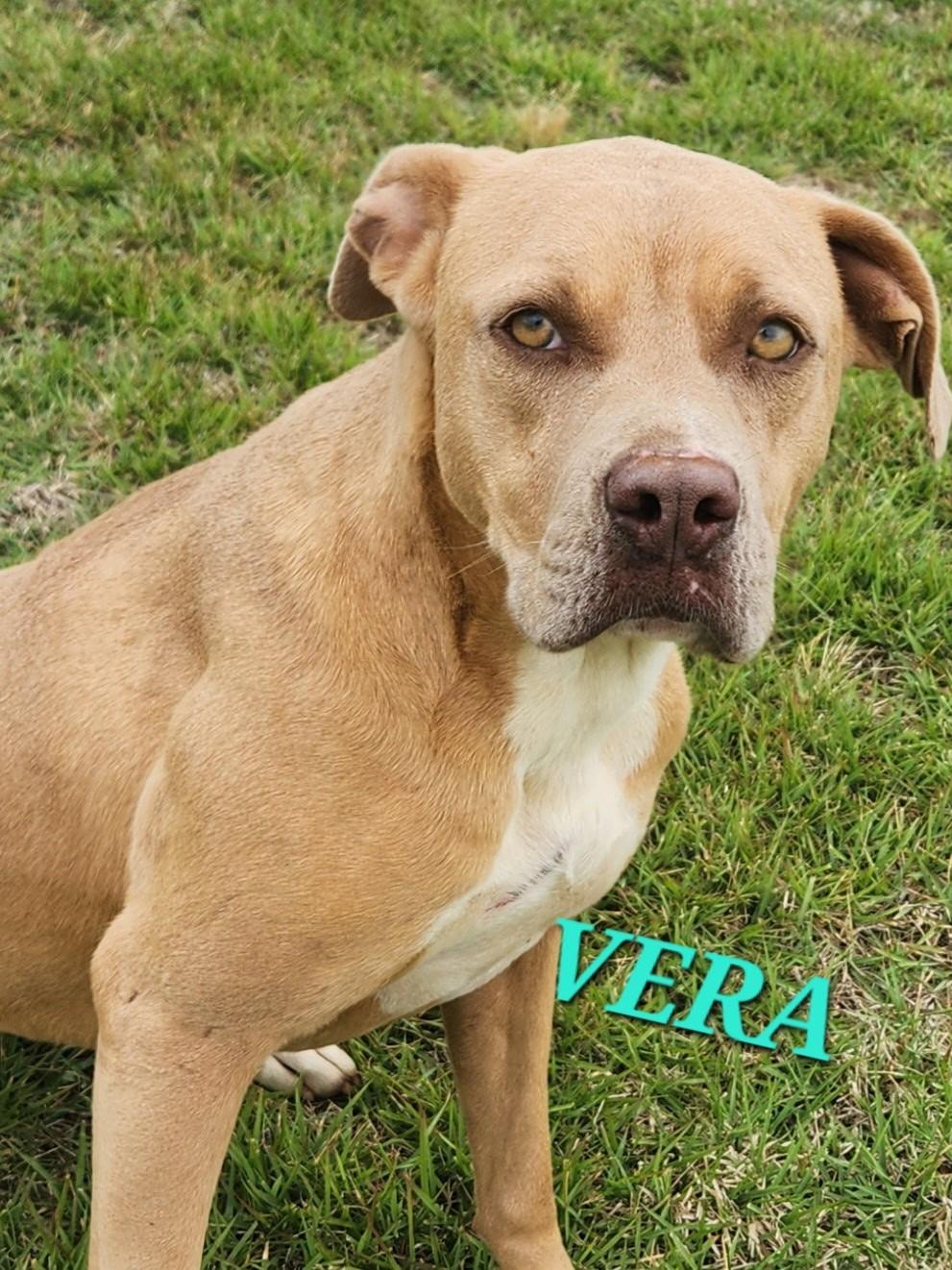 Enlarge Vera - Needs Summer Lovin", a Adoptable mixed breed in Woburn, MA image 4/6