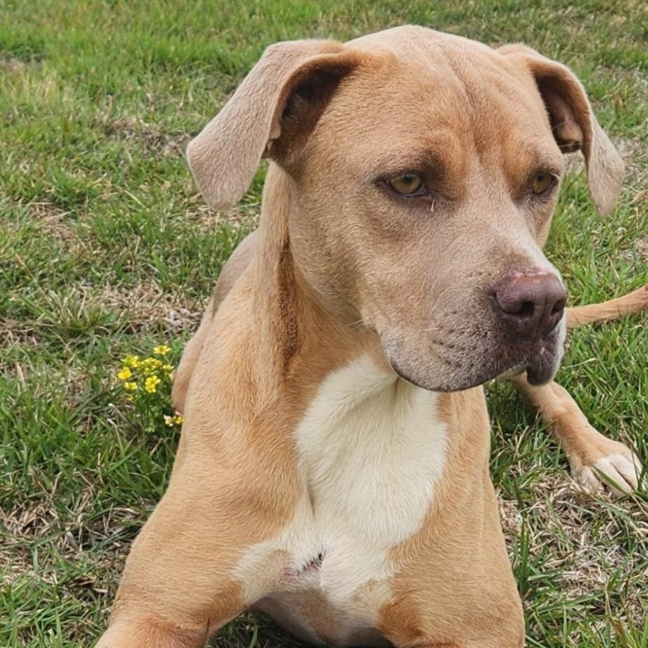 Enlarge Vera - Needs Summer Lovin", a Adoptable mixed breed in Woburn, MA image 3/6