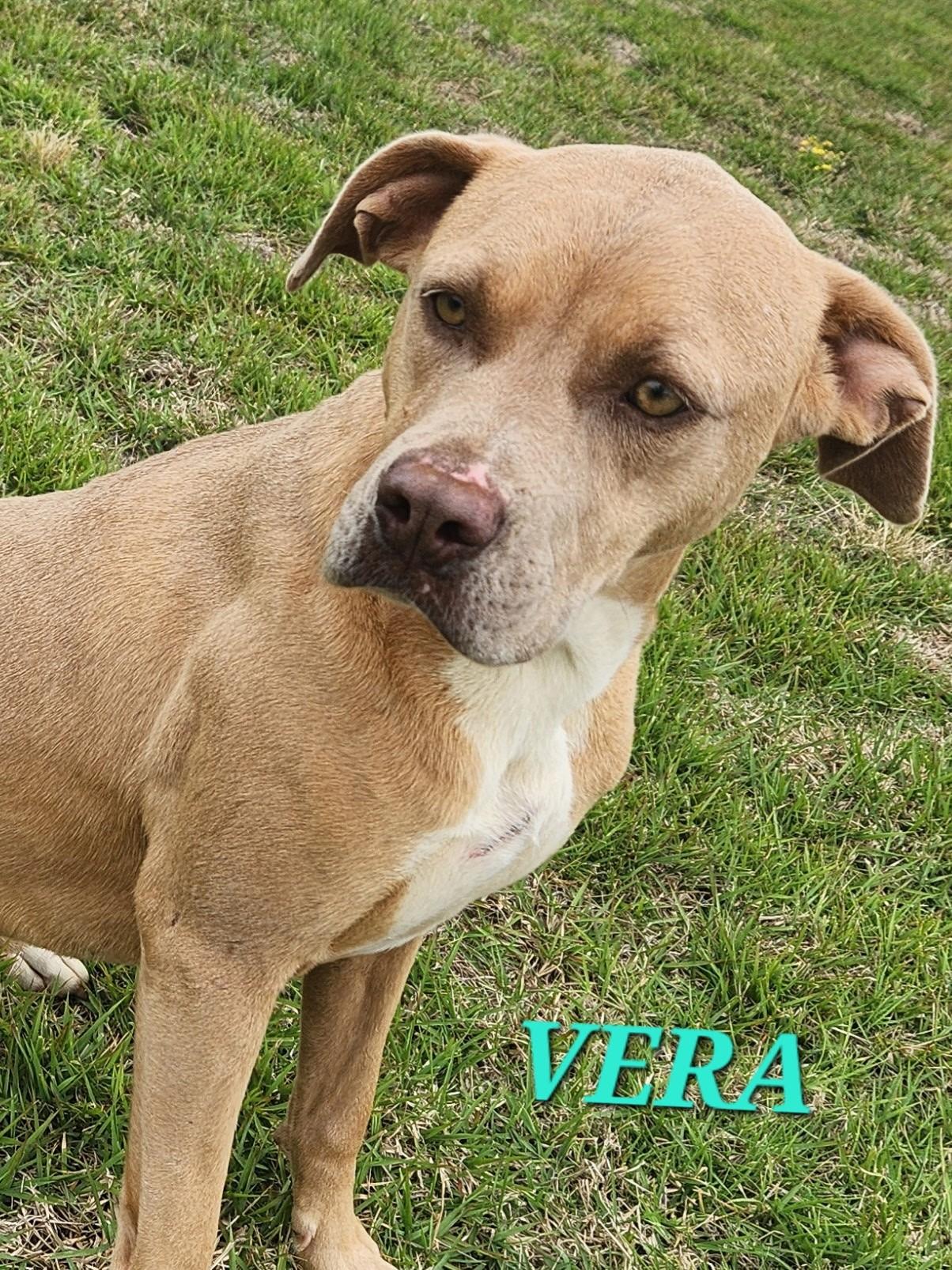 Enlarge Vera - Needs Summer Lovin", a Adoptable mixed breed in Woburn, MA image 5/6