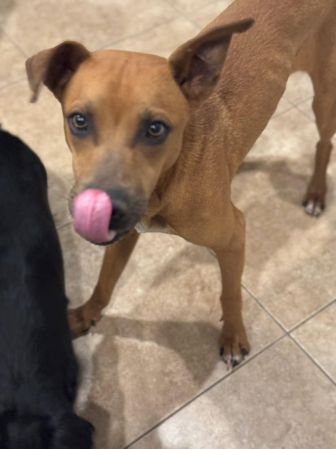 Mullet, a Adoptable mixed breed in Gilbert, AZ image 4/4