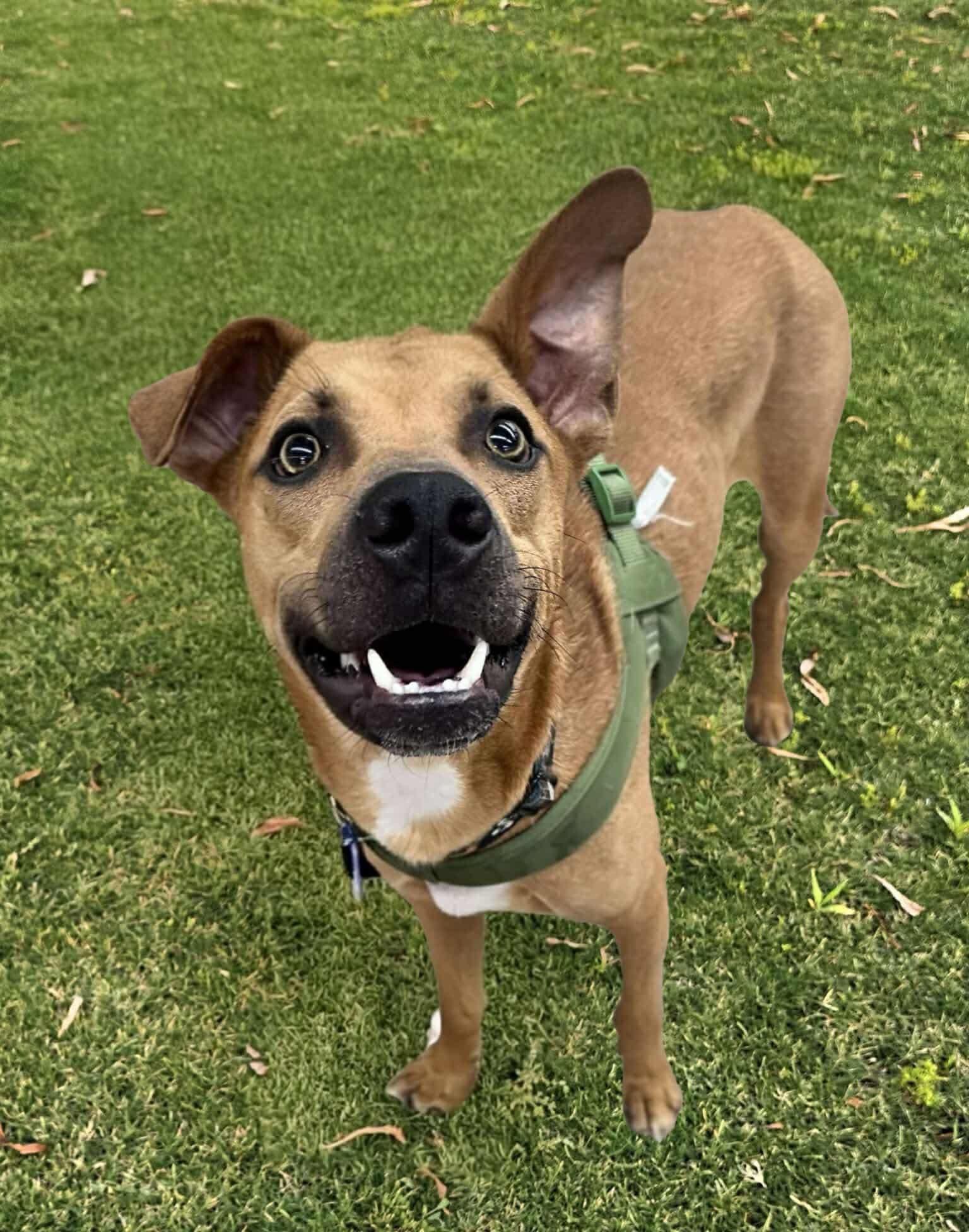 Mullet, a Adoptable mixed breed in Gilbert, AZ image 1/4