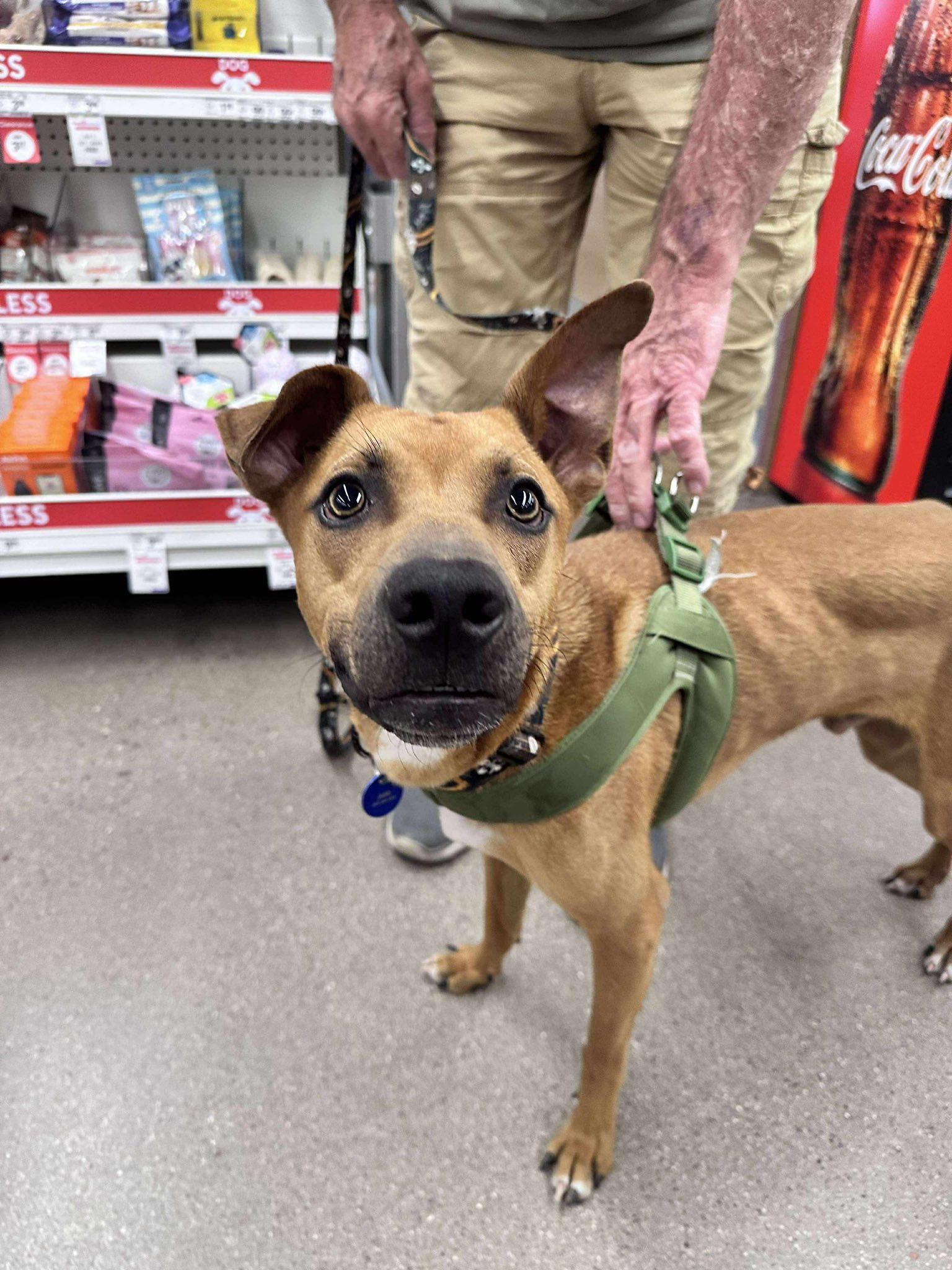 Mullet, a Adoptable mixed breed in Gilbert, AZ image 2/4