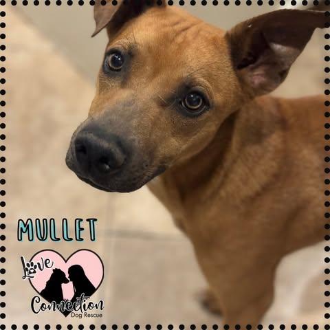 Mullet, a Adoptable mixed breed in Gilbert, AZ image 3/4