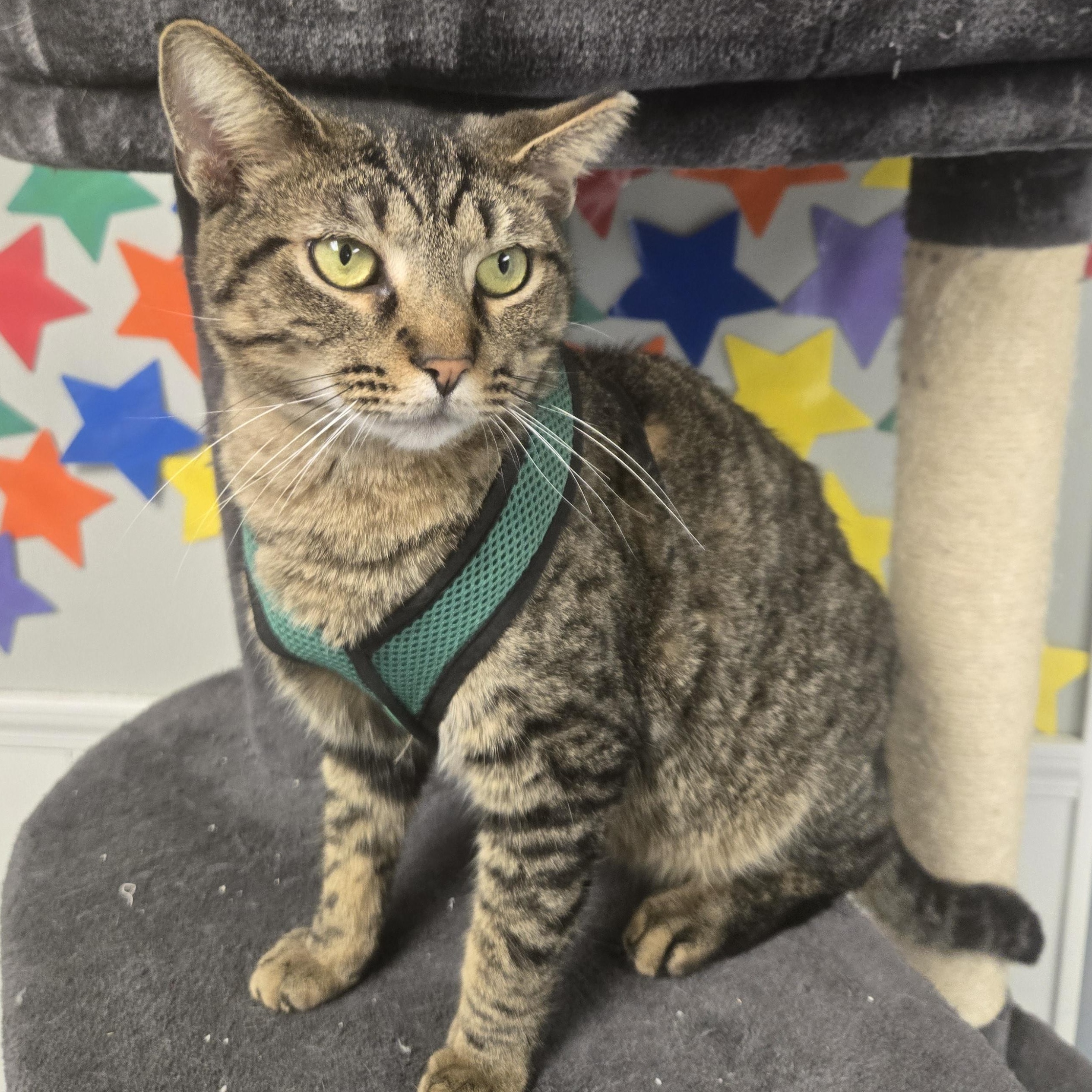 Cornbread thumbnail 3