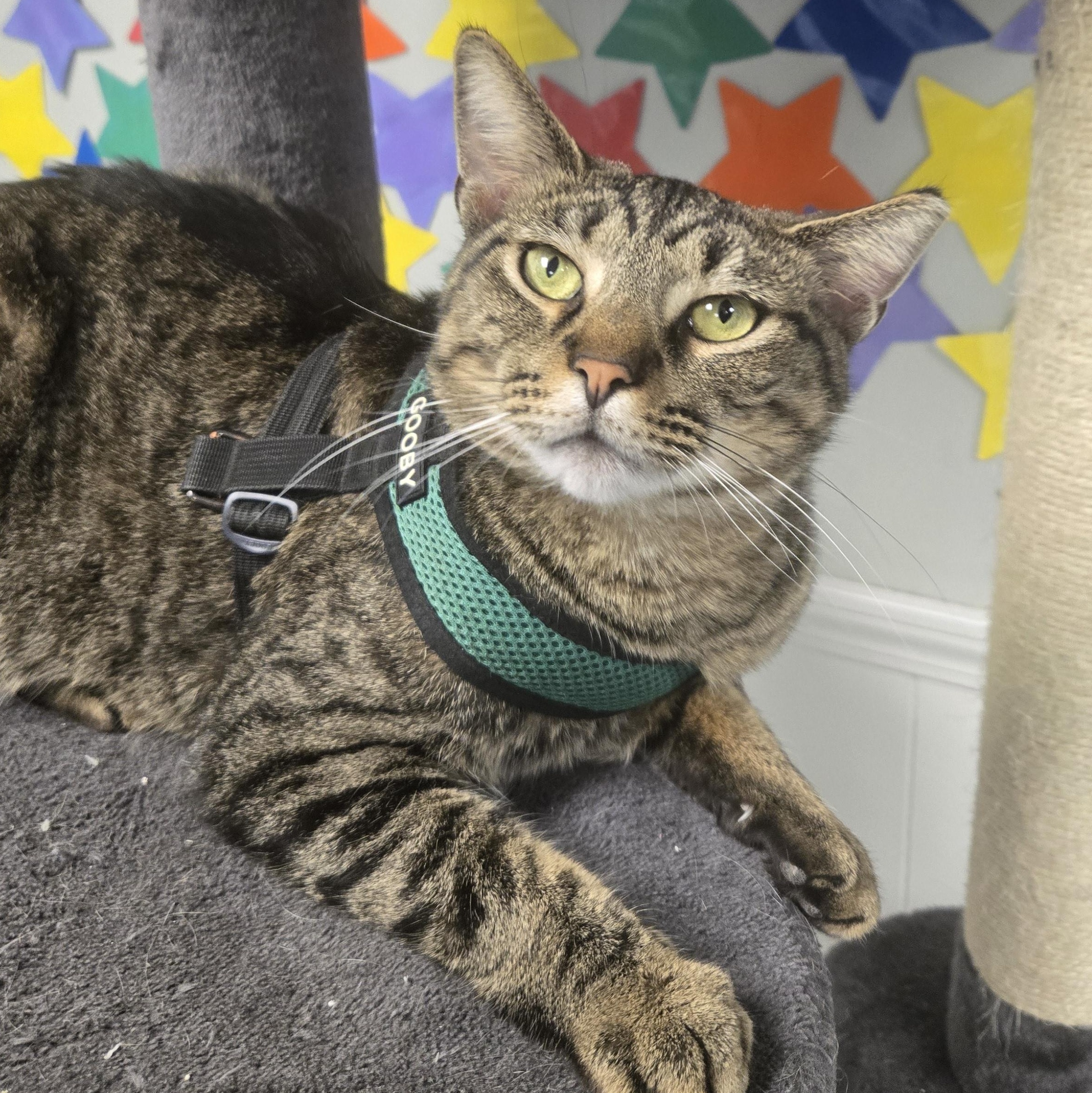 Cornbread thumbnail 4