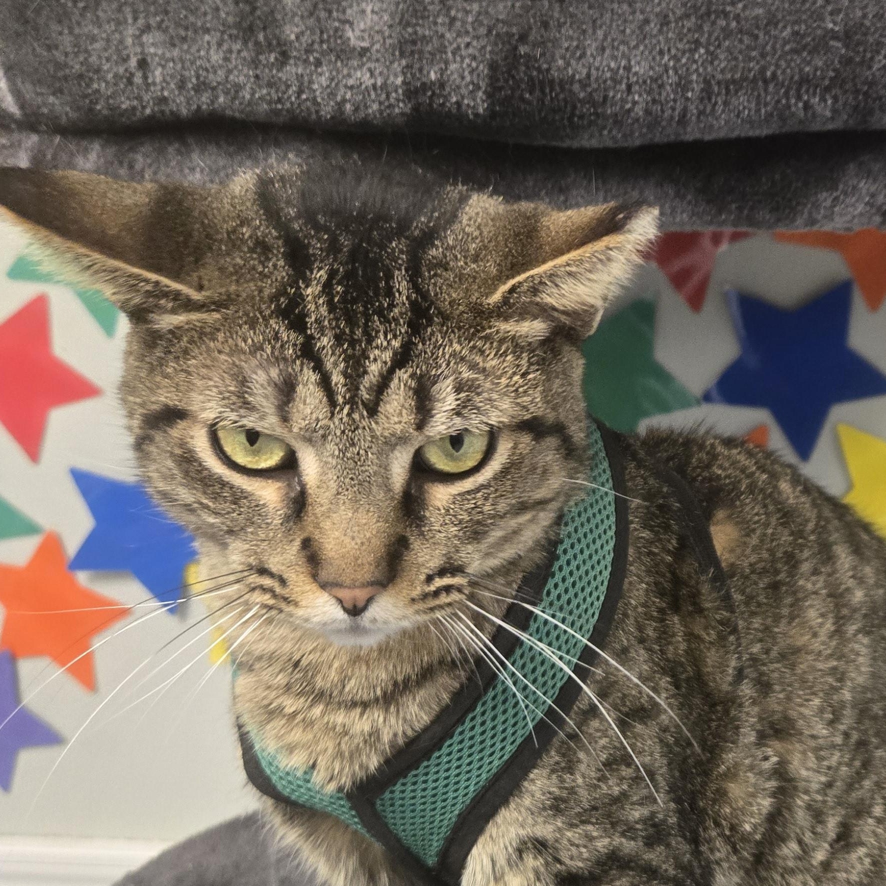 Cornbread thumbnail 5