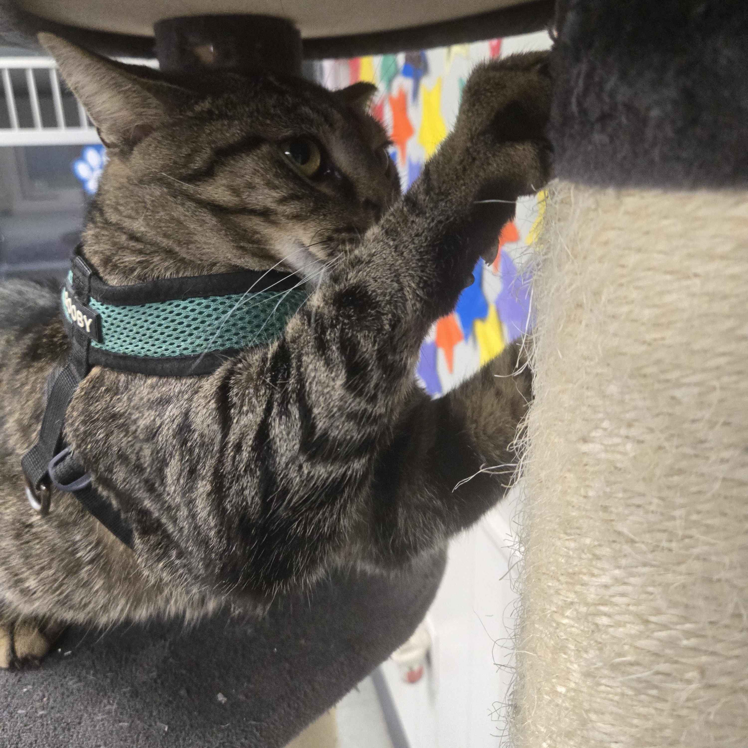 Cornbread thumbnail 6