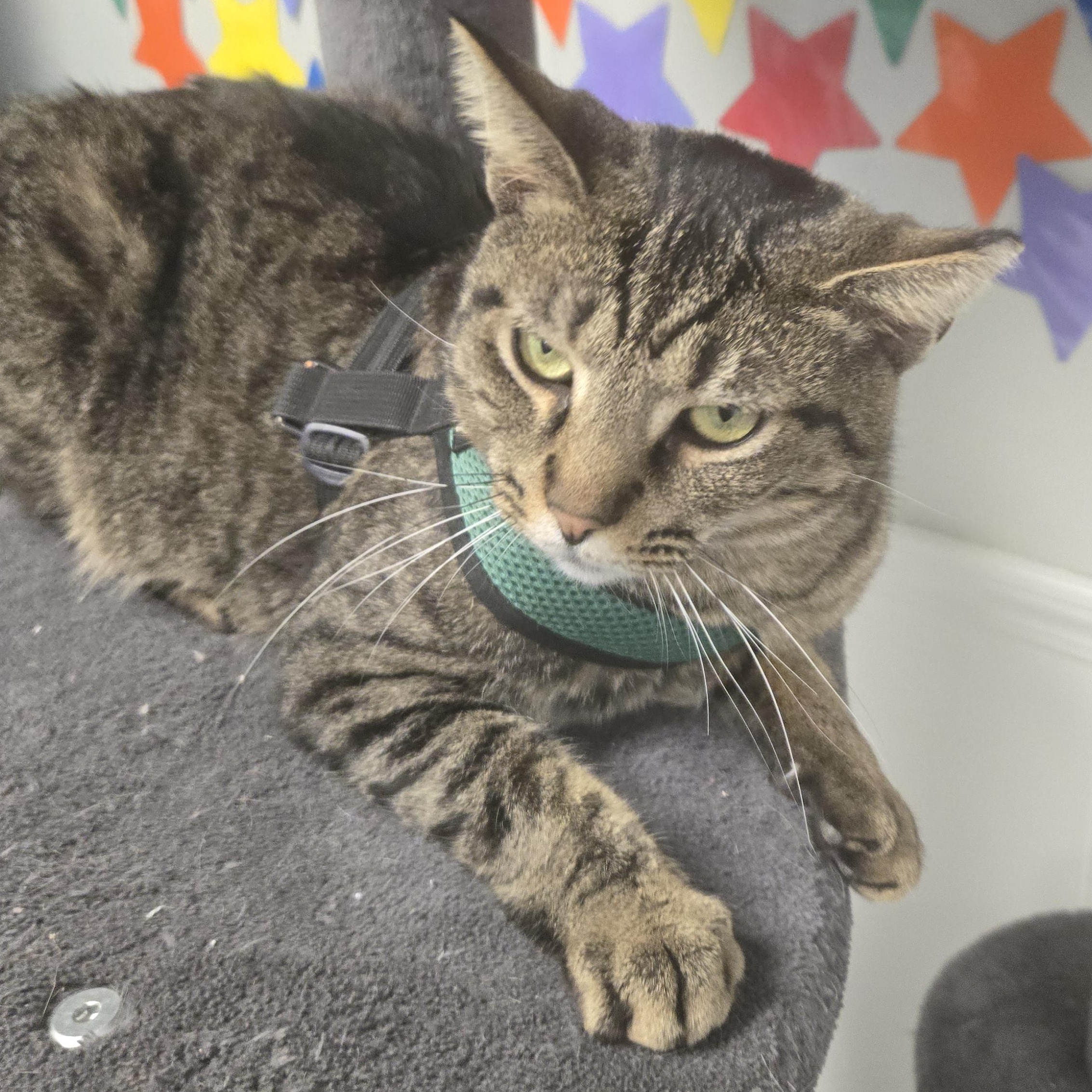 Cornbread thumbnail 7