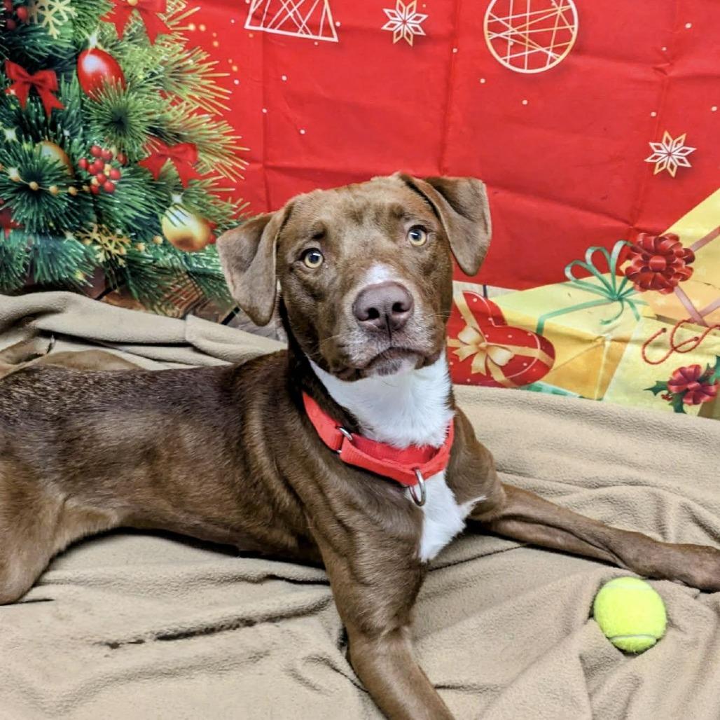 Chucky, Adoptable, Adult Male Retriever & Hound.