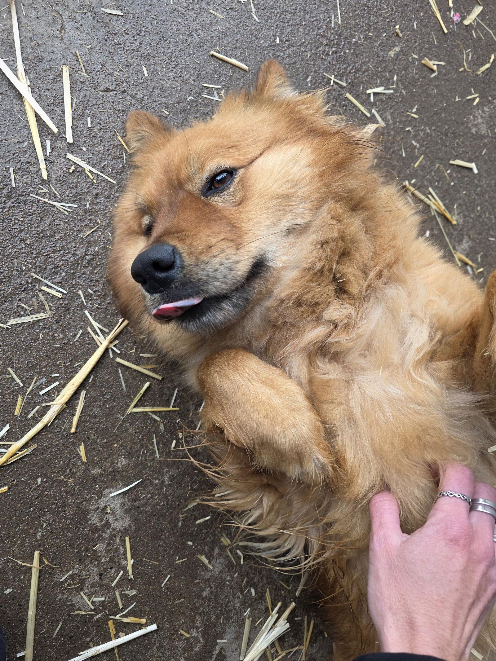 Ginger, Adoptable, Adult Female Chow Chow.
