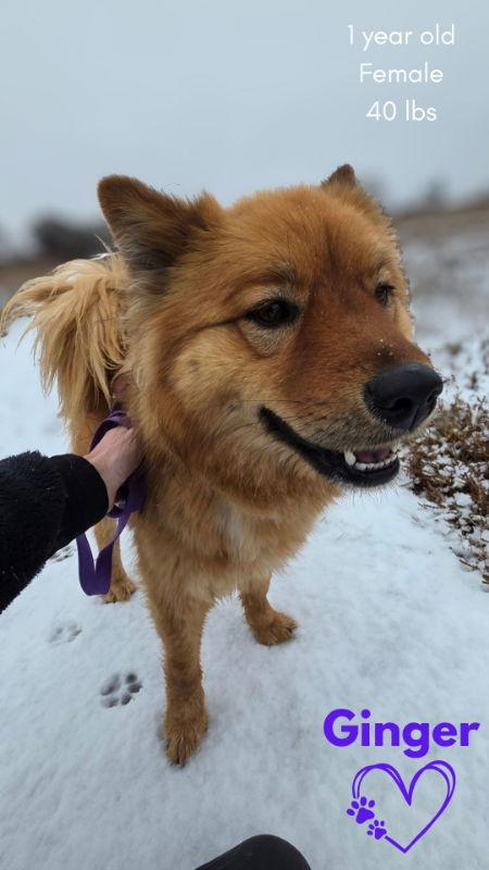 Ginger, a Adoptable Chow Chow in Monte Vista, CO image 2/3